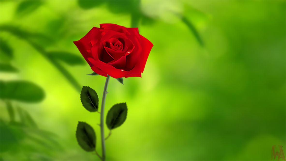 Rosa rossa su sfondo verde, 1183x667 HD, Desktop
