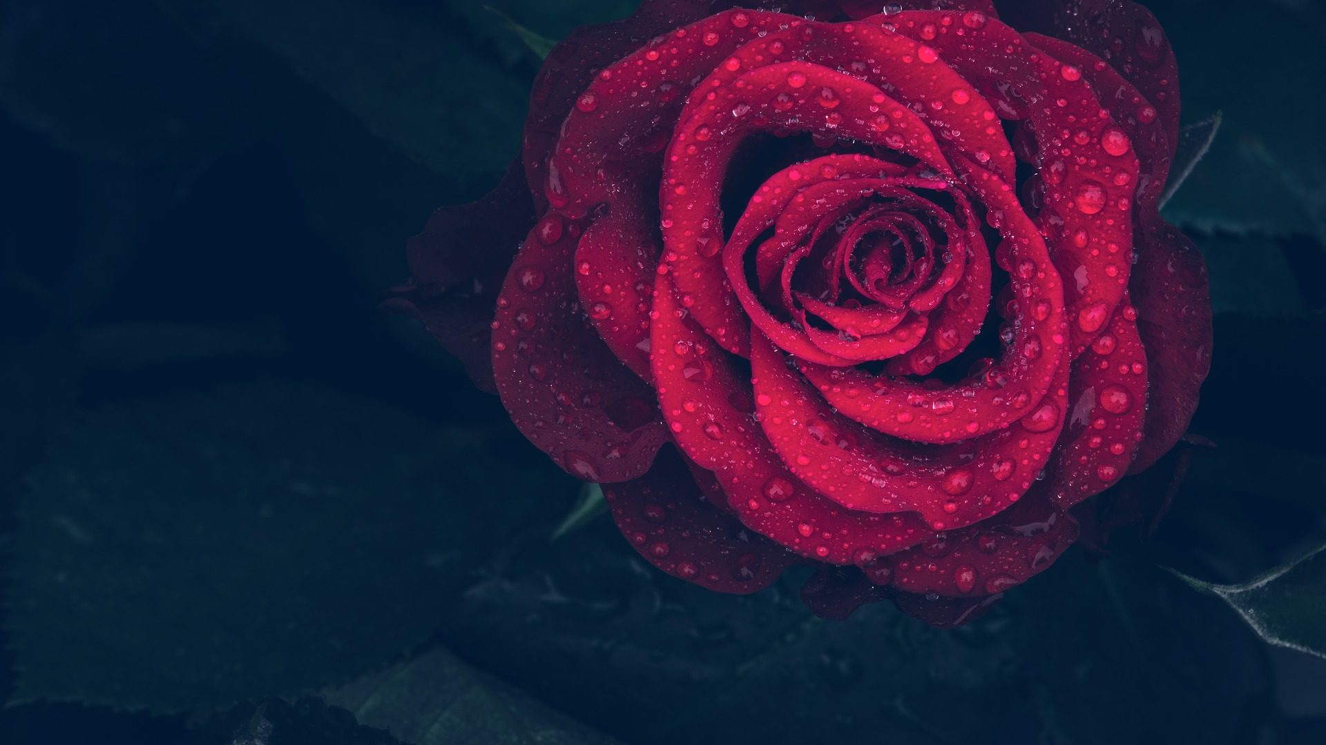 Rosa rossa con gocce d'acqua, 1920x1080 Full HD, Desktop