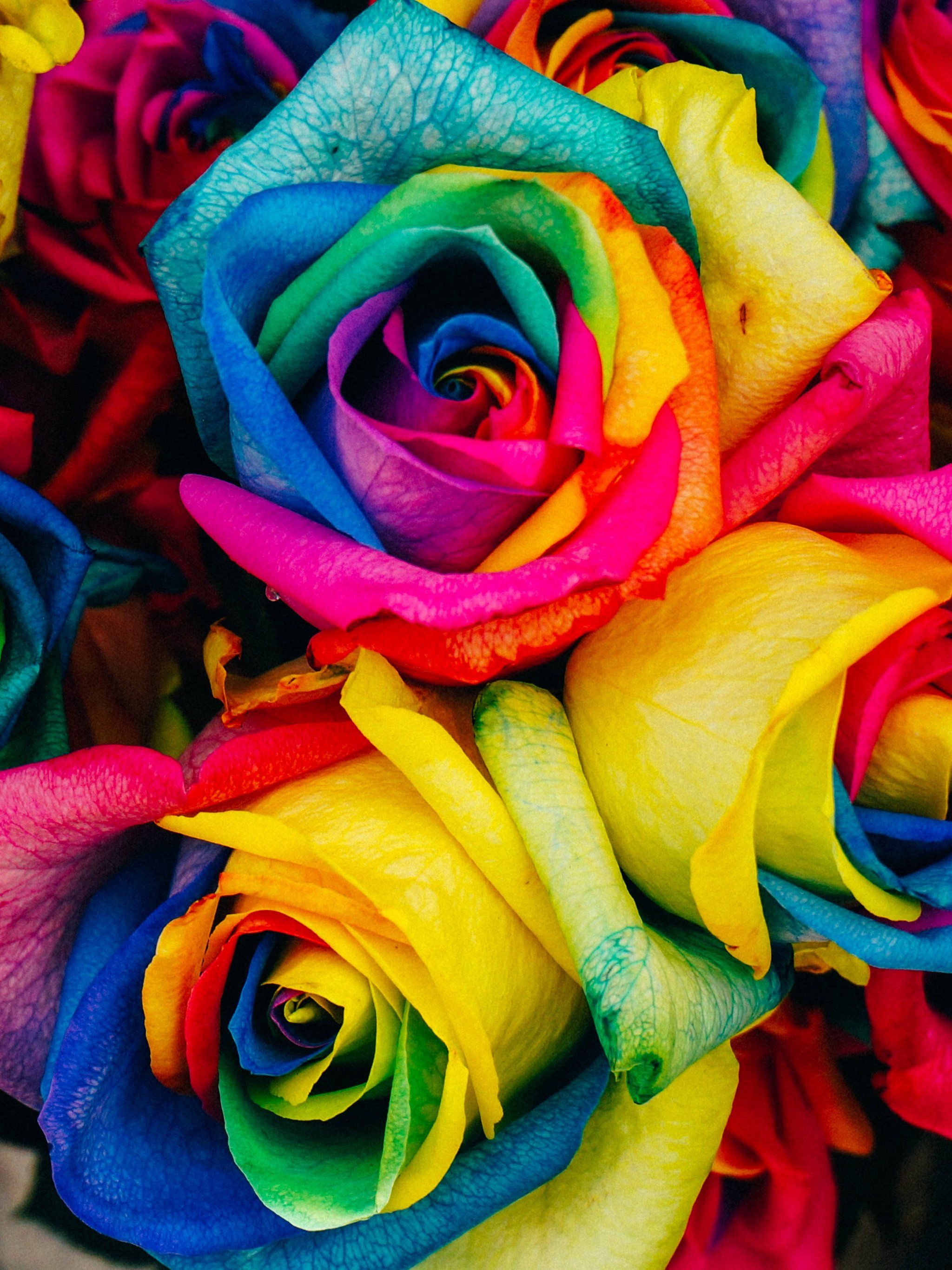 Rose arcobaleno multicolore, 2048x2732 Full HD Verticale, iPhone