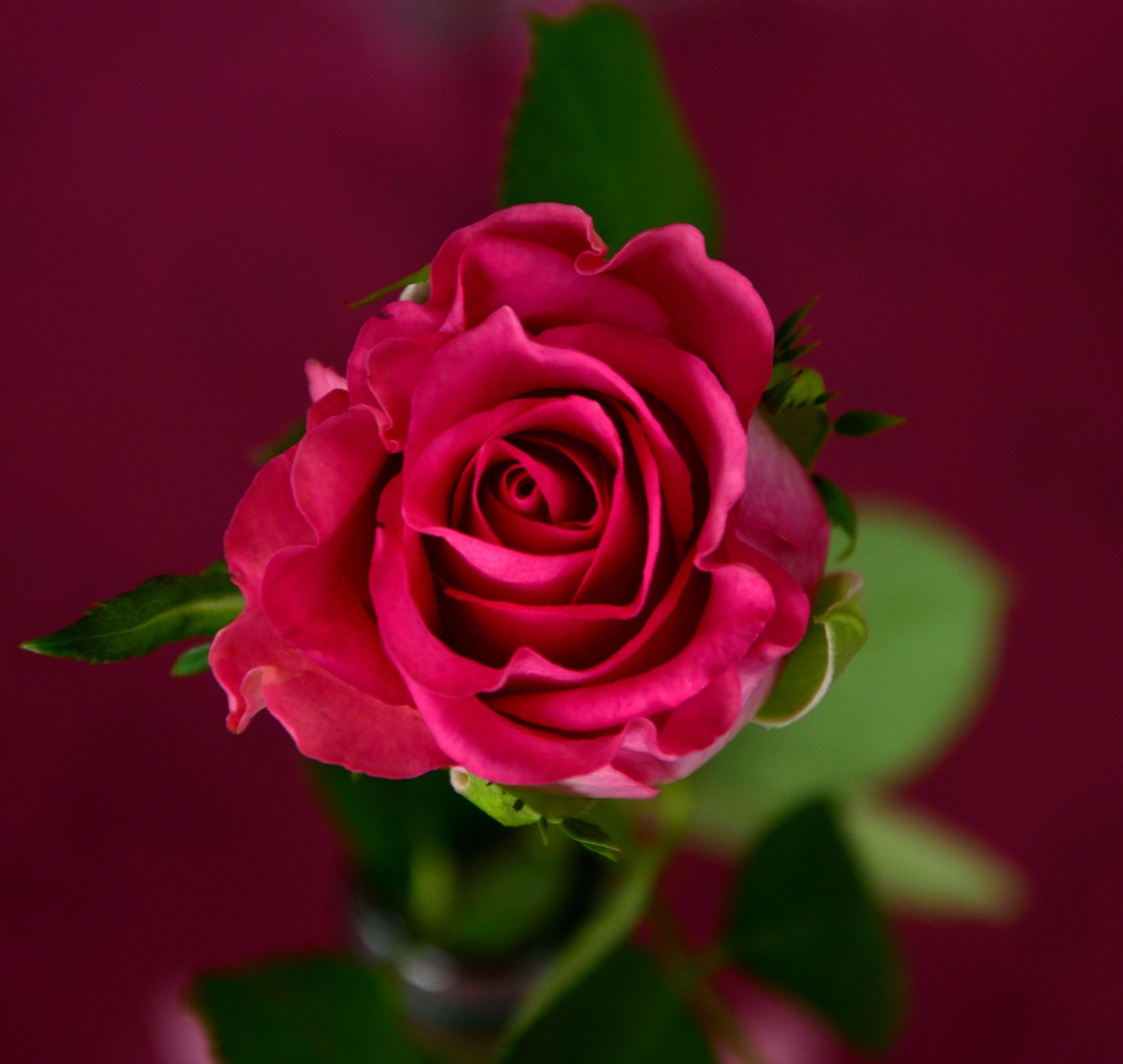 Rosa rosa su sfondo bordeaux, 2801x2653 WQXGA, Monitor Gaming