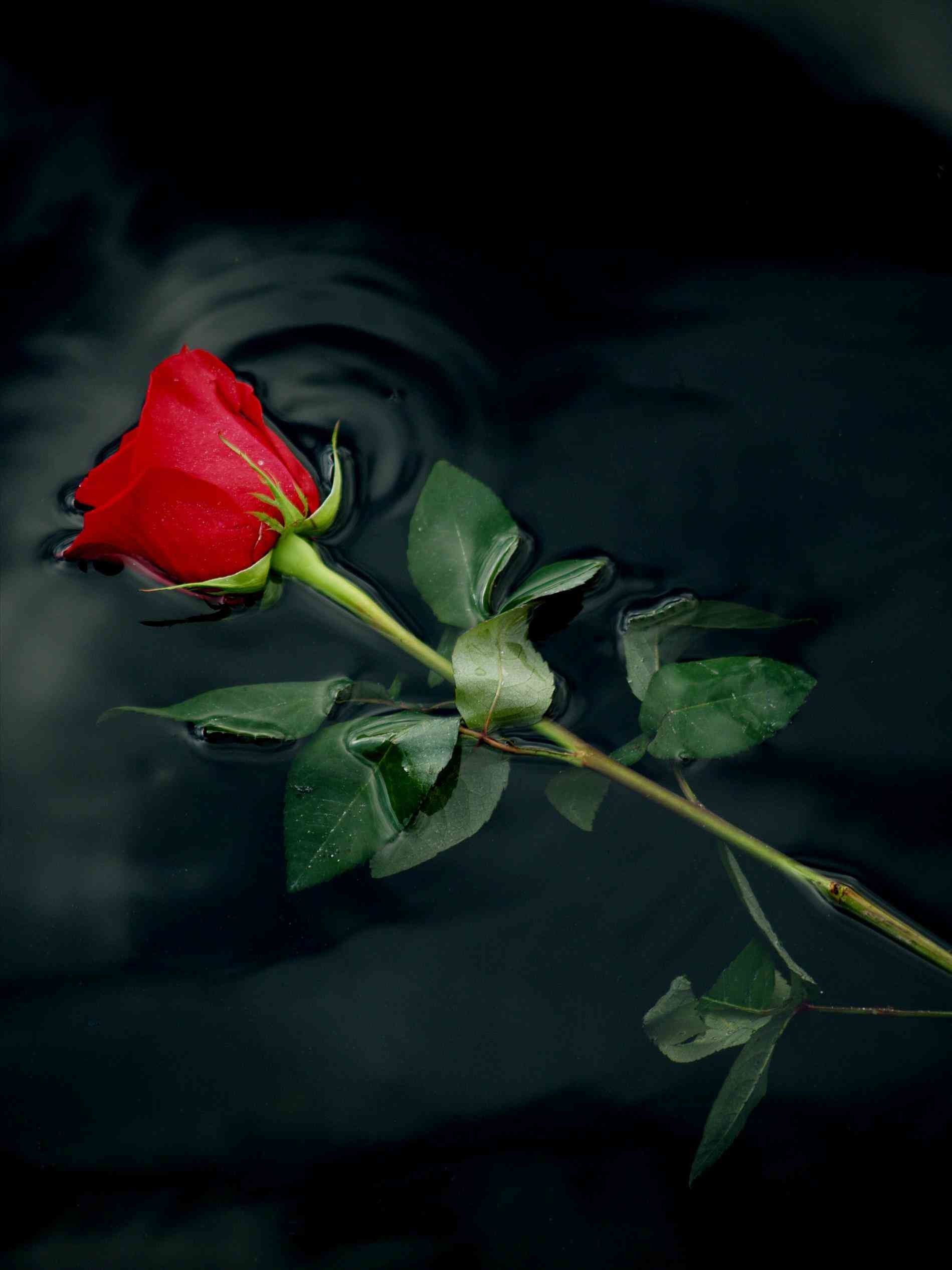 Rosa rossa singola su nero, 1899x2533 Verticale, Telefono