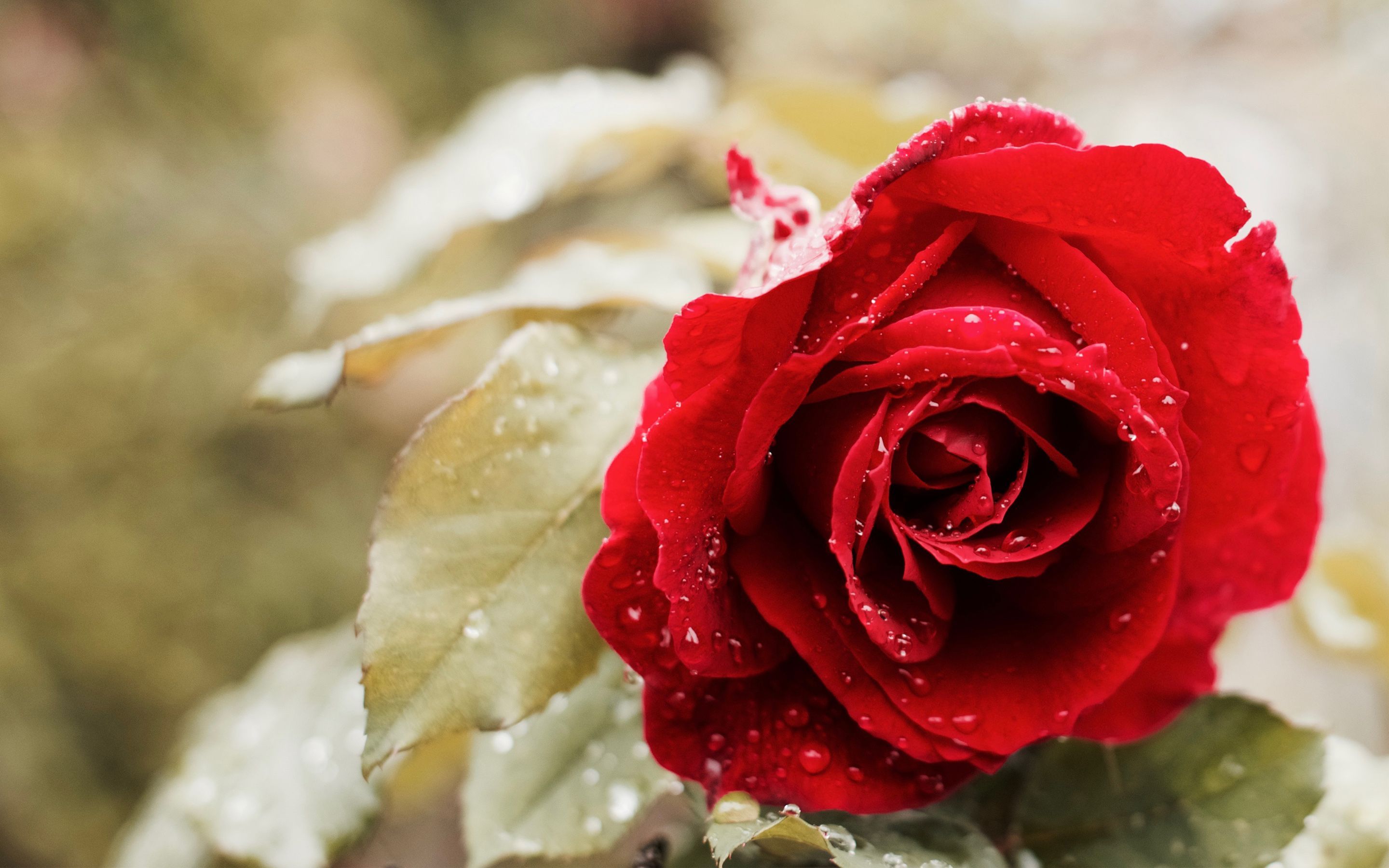 Rosa rossa con gocce d'acqua, 2880x1800 2K, PC