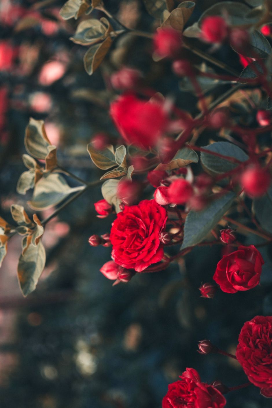 Rose rosse fiorite, 940x1410 Verticale, Mobile