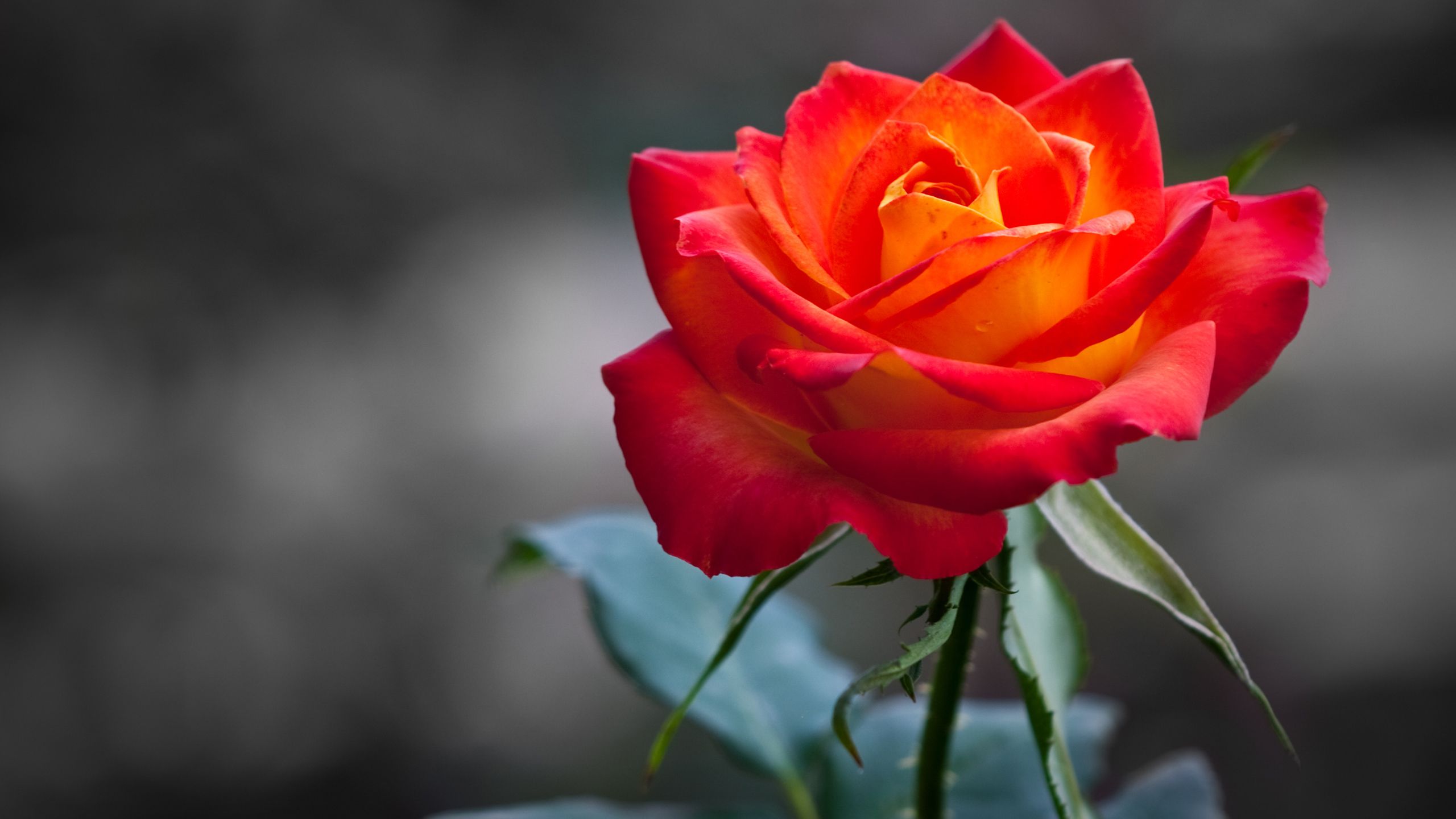 Rosa arancione e rossa, 2560x1440 QHD, Laptop