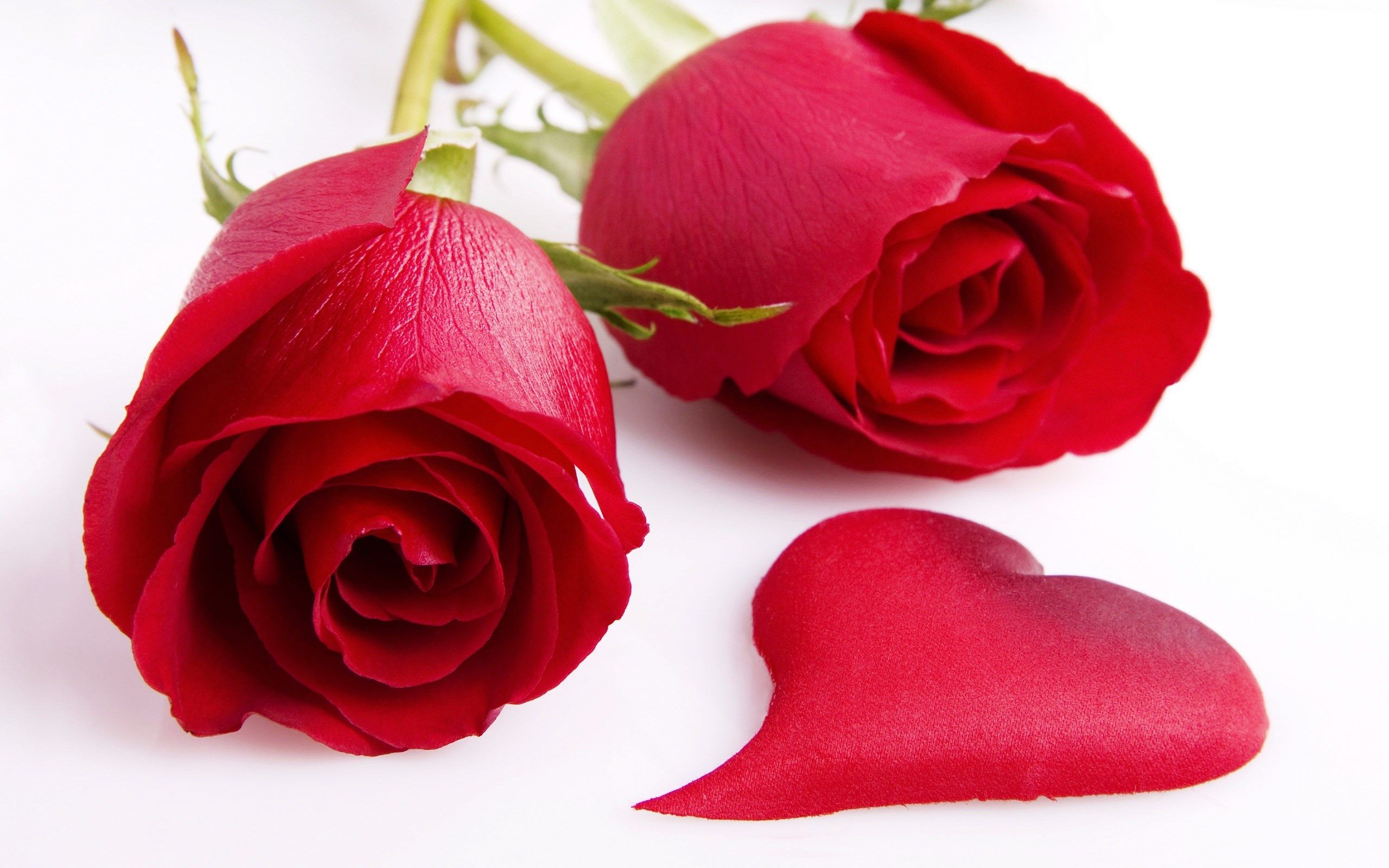Rose rosse con petalo cuore, 2560x1600 2K, Desktop