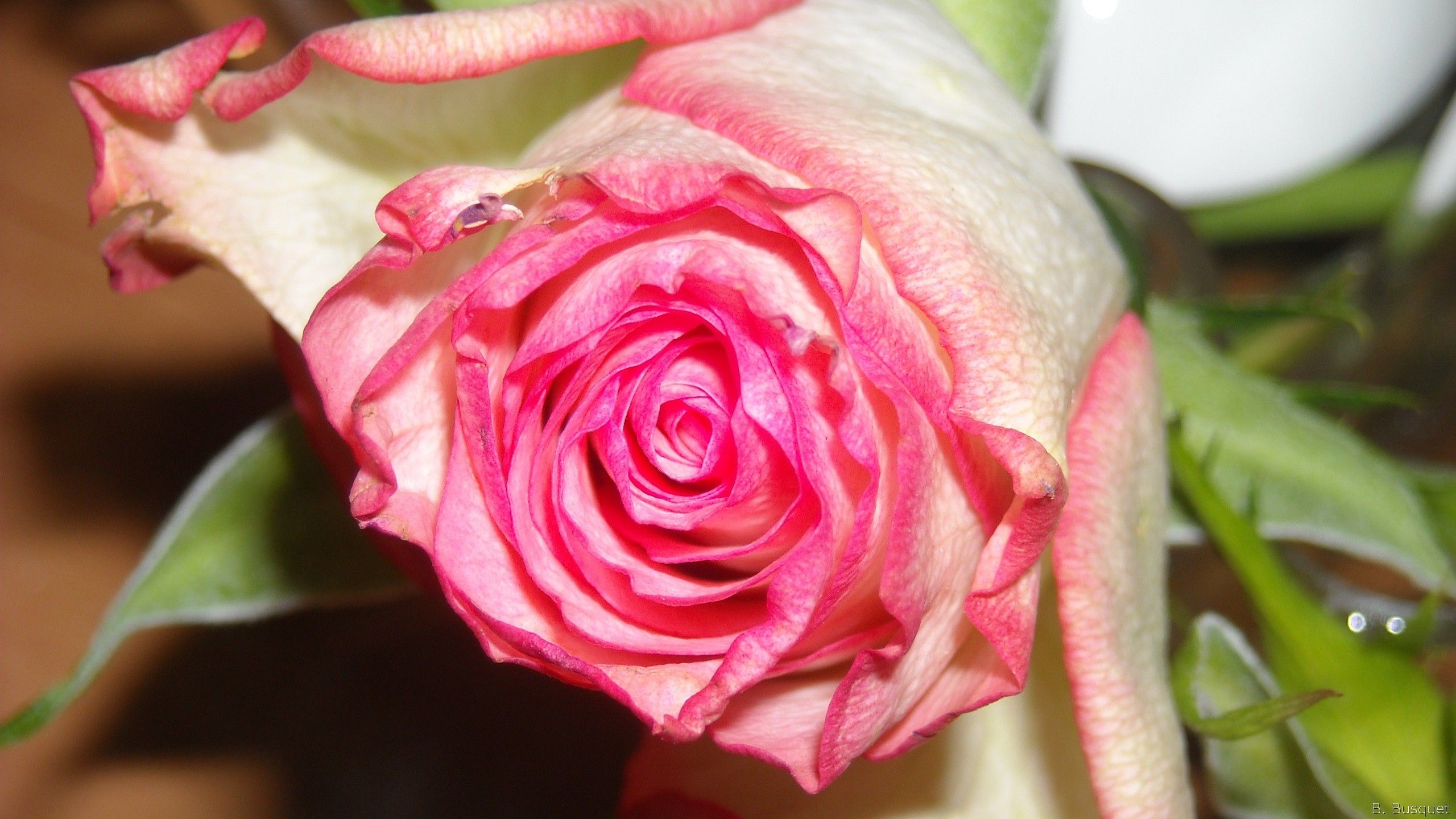 Rosa bianca e rosa, 2560x1440 1440p, Desktop