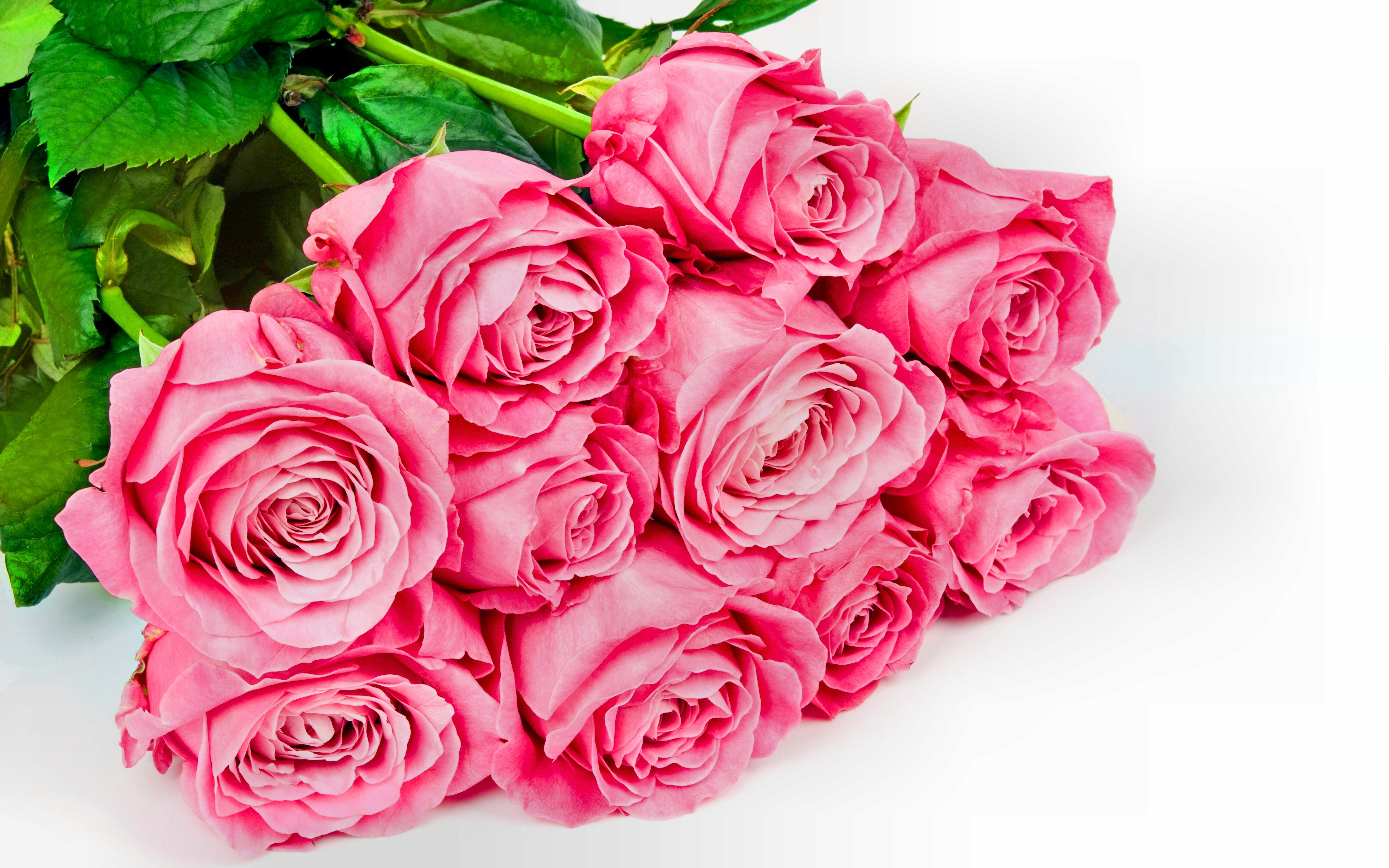 Mazzo di rose rosa, 7168x4480 4K, Desktop 4K