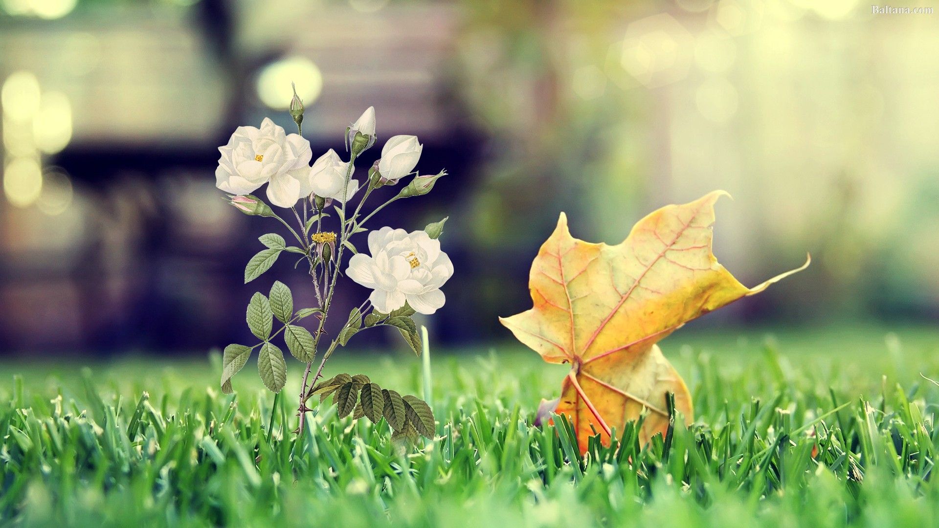 Fiori bianchi e foglia autunnale, 1920x1080 Full HD, Desktop