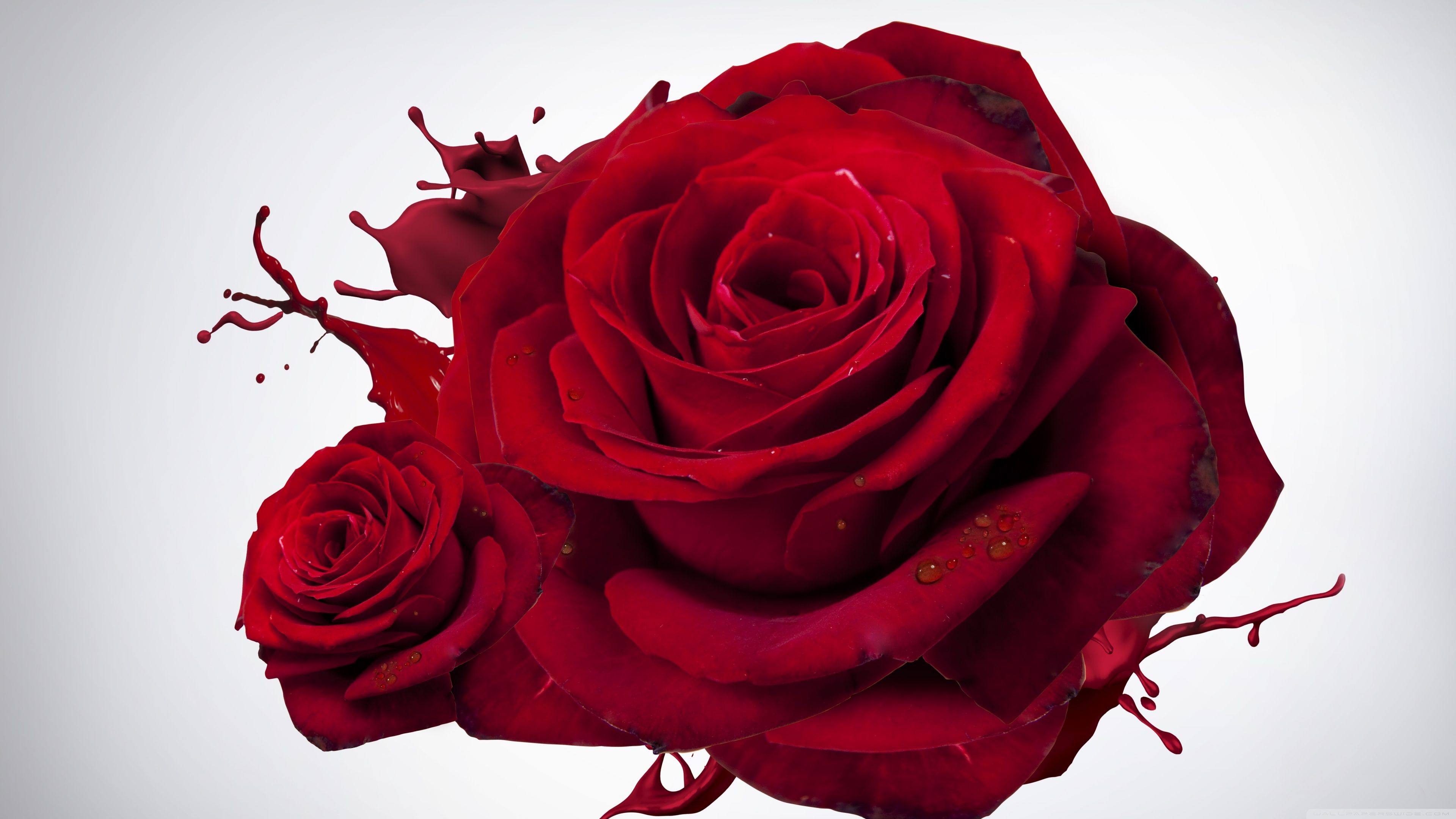 Rose rosse con schizzi vernice, 3840x2160 UHD, Monitor 4K