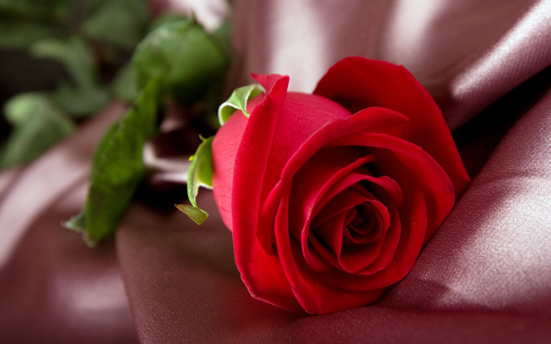 Rosa rossa su seta, 1800x1125 HD, Laptop