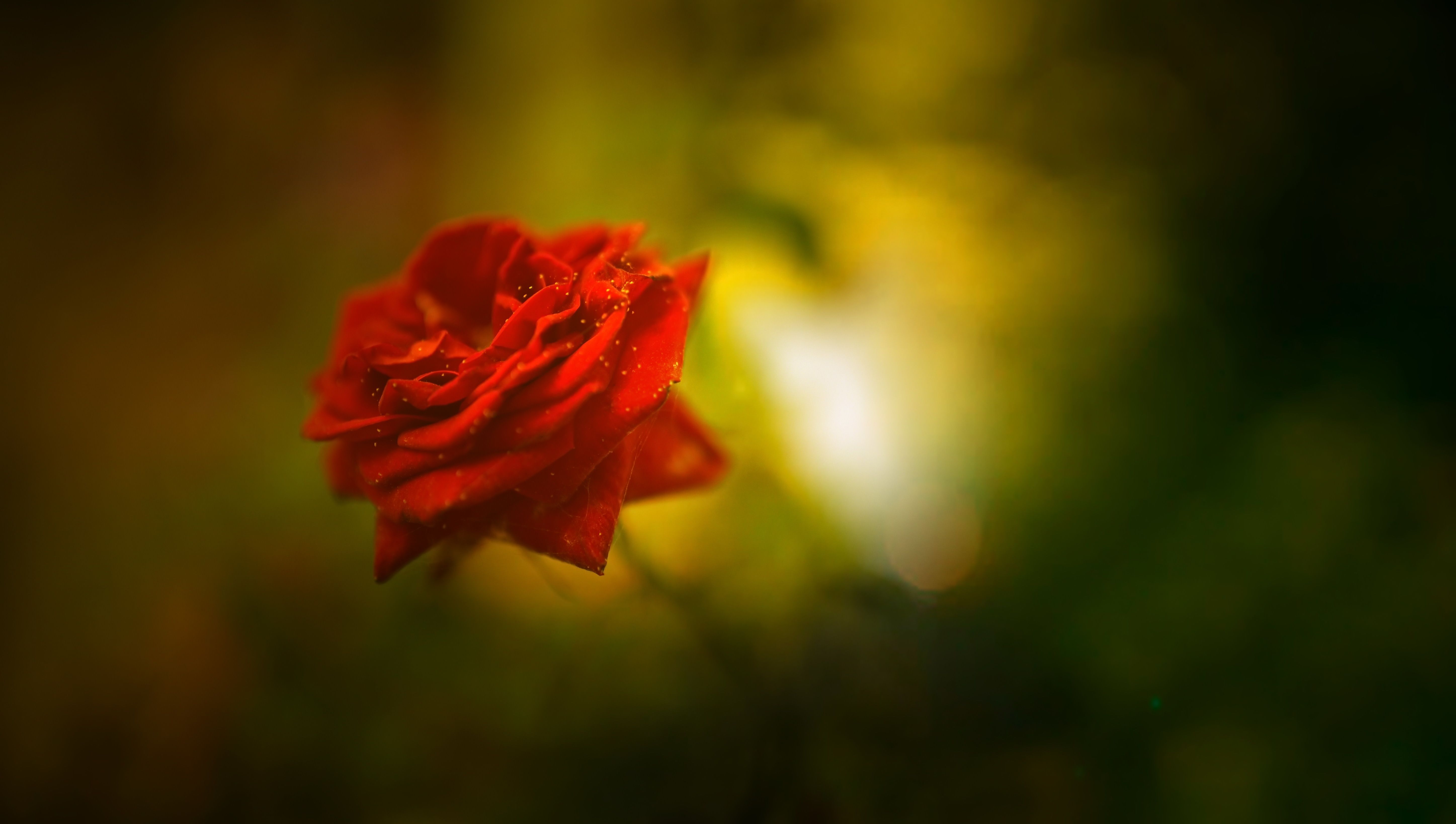 Rosa rossa sfondo sfocato, 5789x3278 Ultra HD, 4K TV