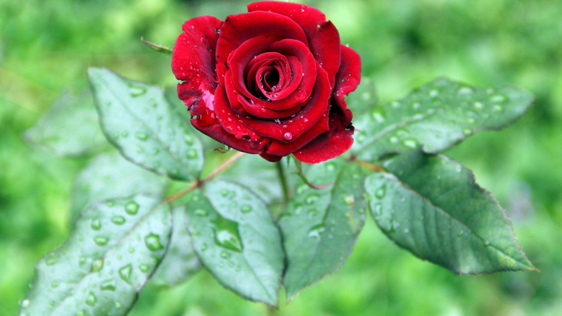 Rosa rossa con gocce d'acqua, 1920x1080 1080p, PC
