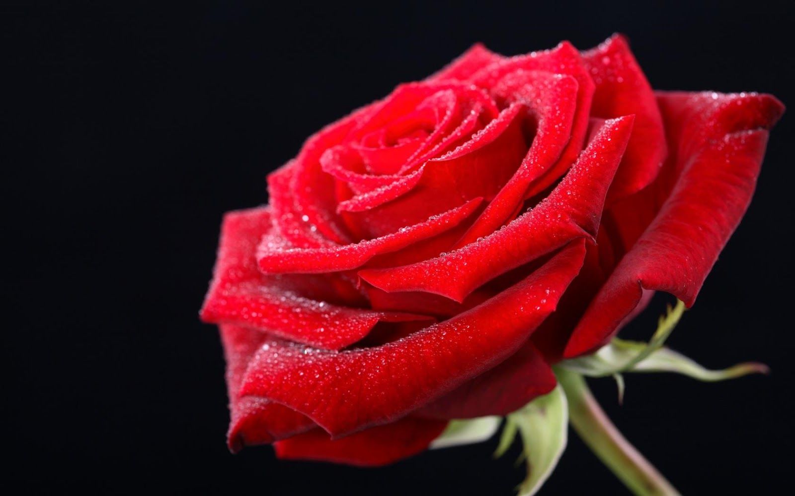 Rosa rossa con gocce, 1600x1000 HD, Desktop