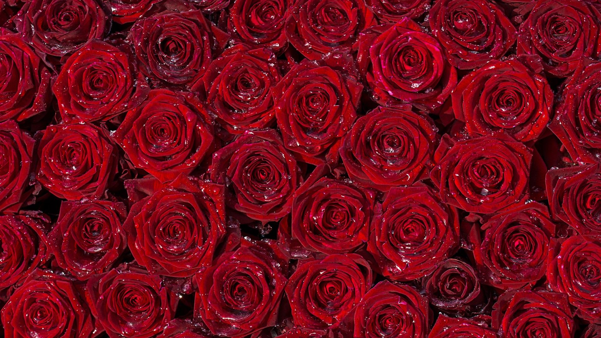 Rose rosse con gocce d'acqua, 1920x1080 Full HD 1080p, PC