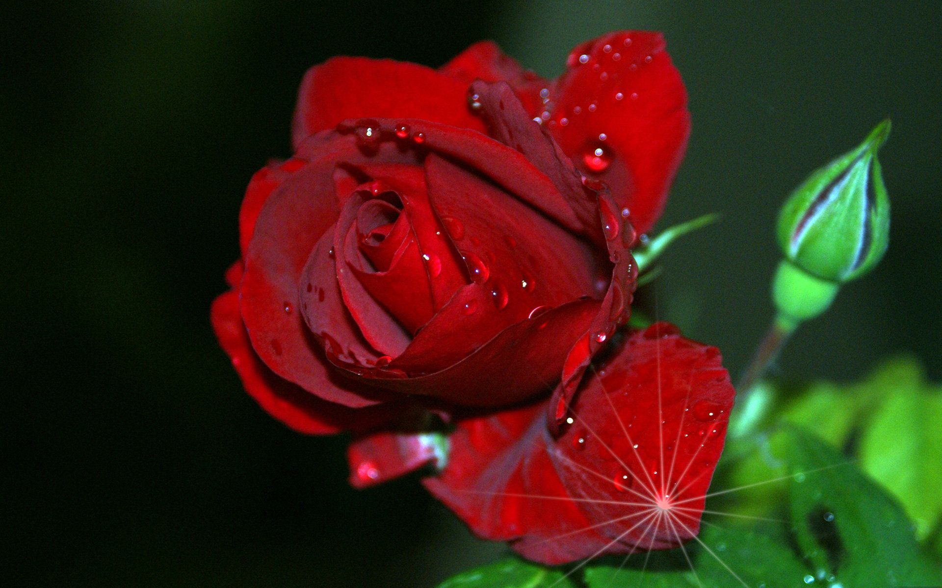 Rosa rossa con gocce d'acqua, 1920x1200 Full HD+, PC Desktop