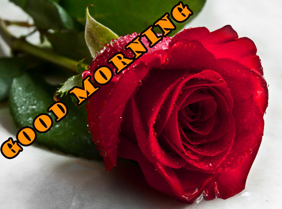 Rosa rossa buongiorno, 1158x860 HD, PC