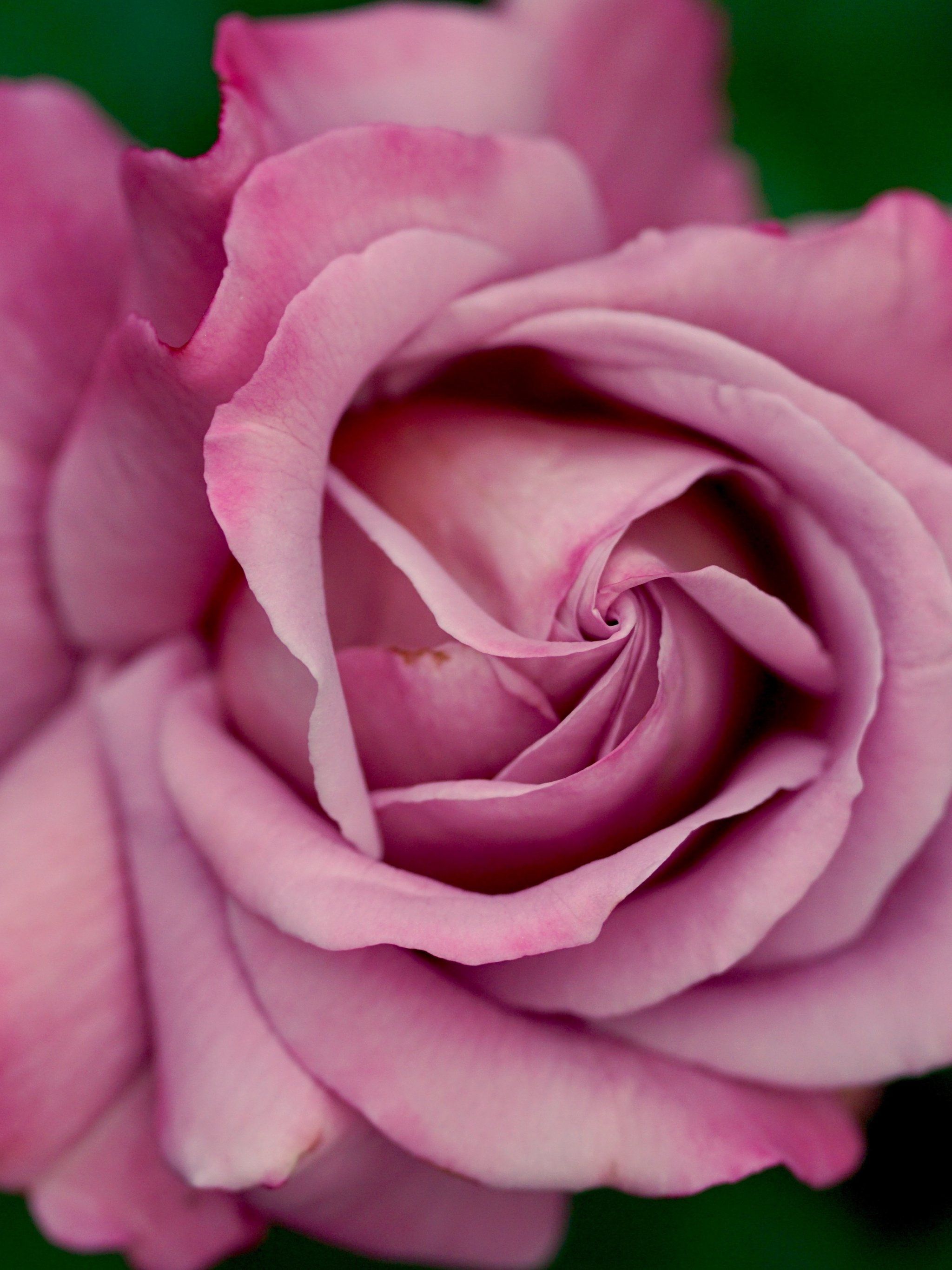 Rosa rosa antico primo piano, 2048x2732 Verticale, Mobile
