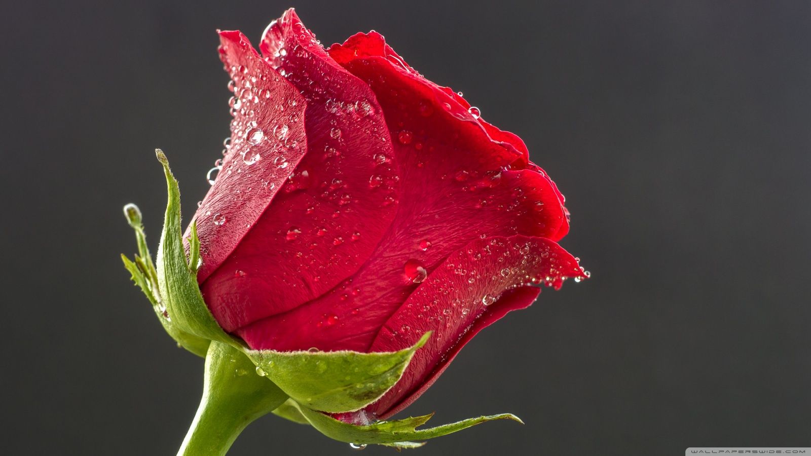 Rosa rossa con gocce d'acqua, 1600x900 HD Ready, Desktop