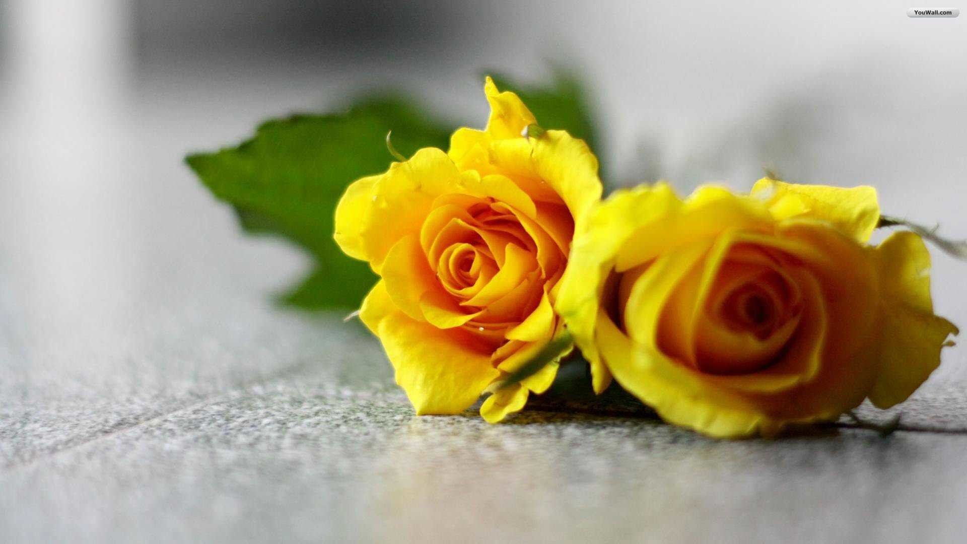 Rose gialle su superficie grigia, 1920x1080 Full HD 1080p, PC Desktop