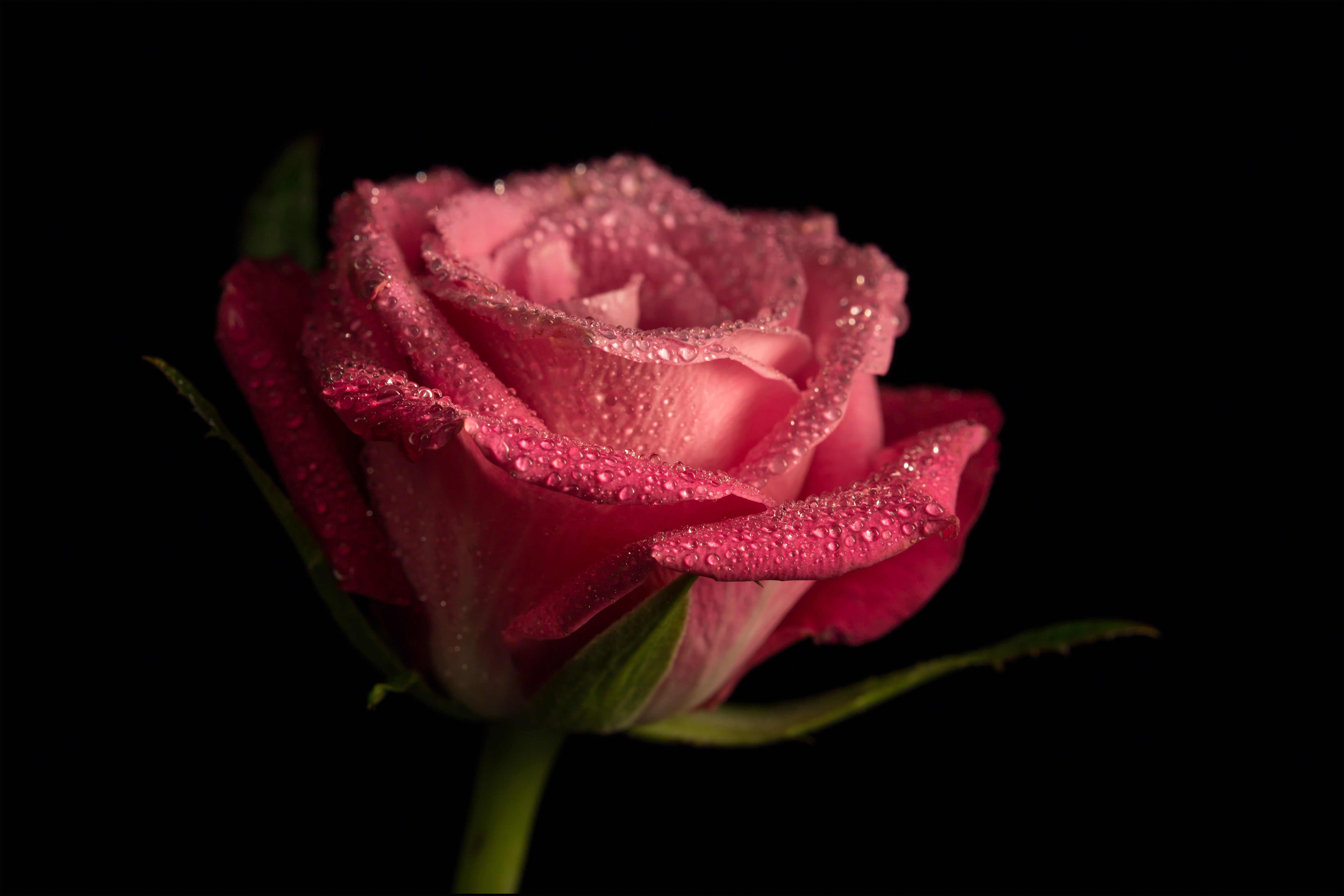 Rosa rosa con gocce d'acqua, 5760x3840 UHD, PC 4K