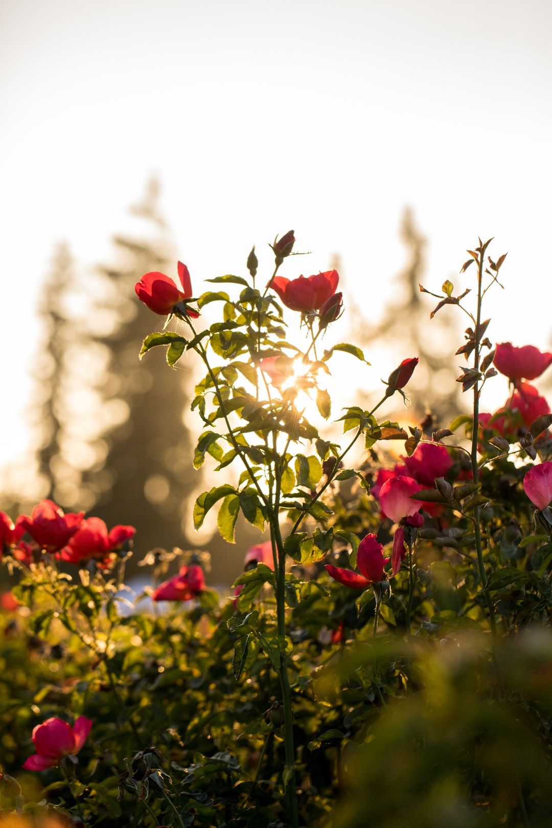 Rose rosse controluce tramonto, 1080x1620 Verticale, Mobile