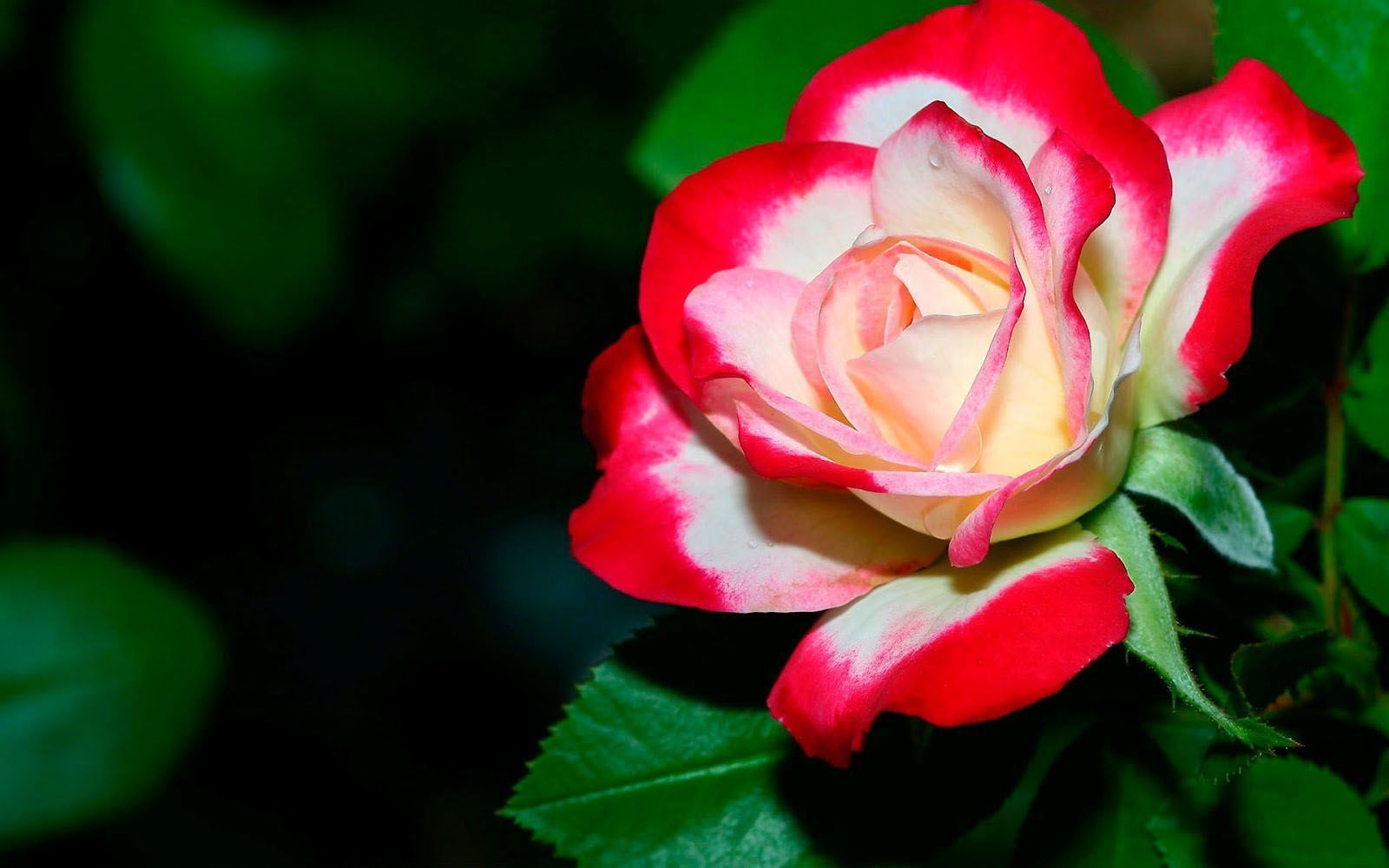 Rosa bianca e rossa, 1600x1000 900p, HP Laptop
