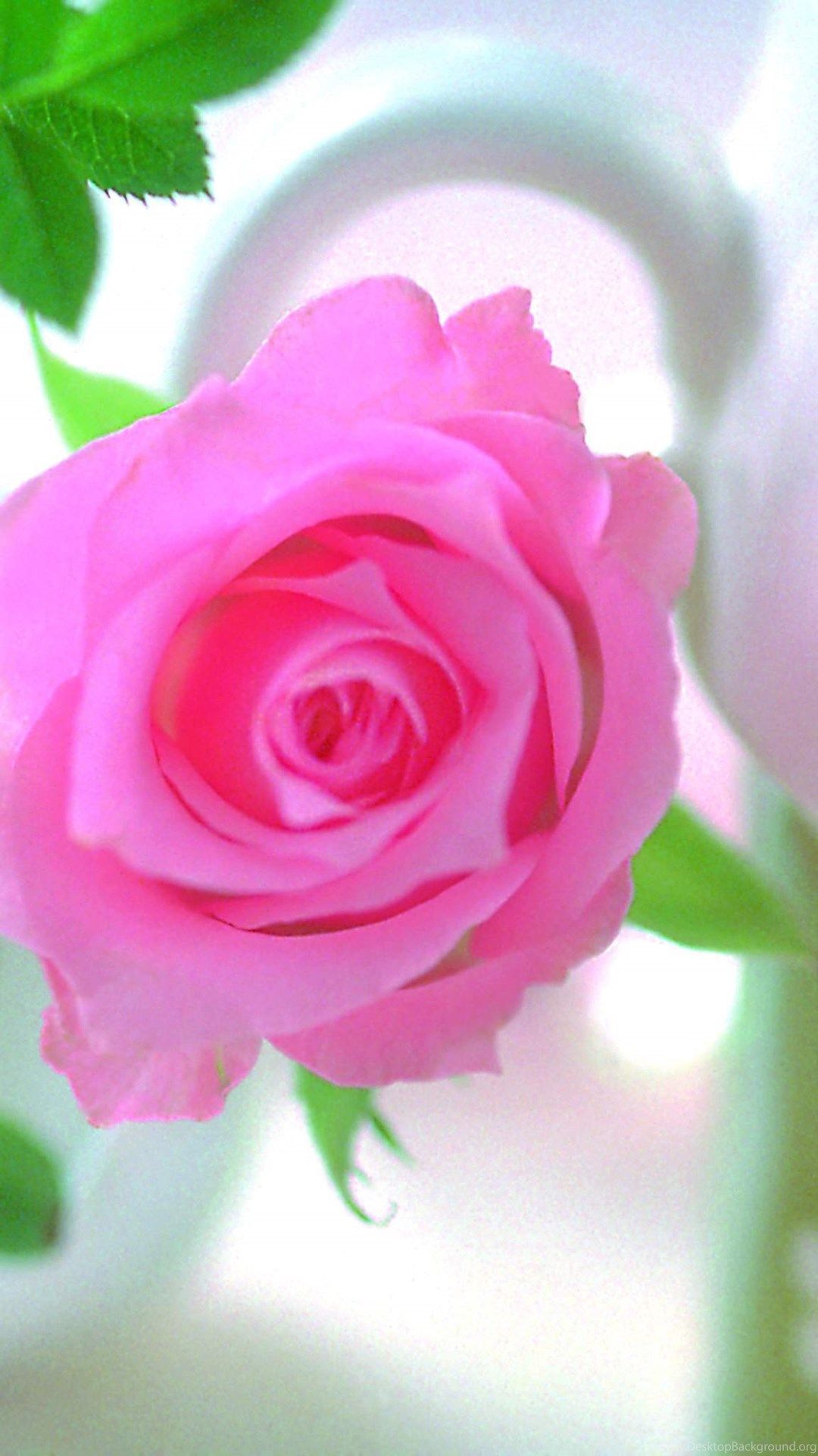 Rosa rosa in fiore, 1080x1920 Full HD Verticale, iPhone