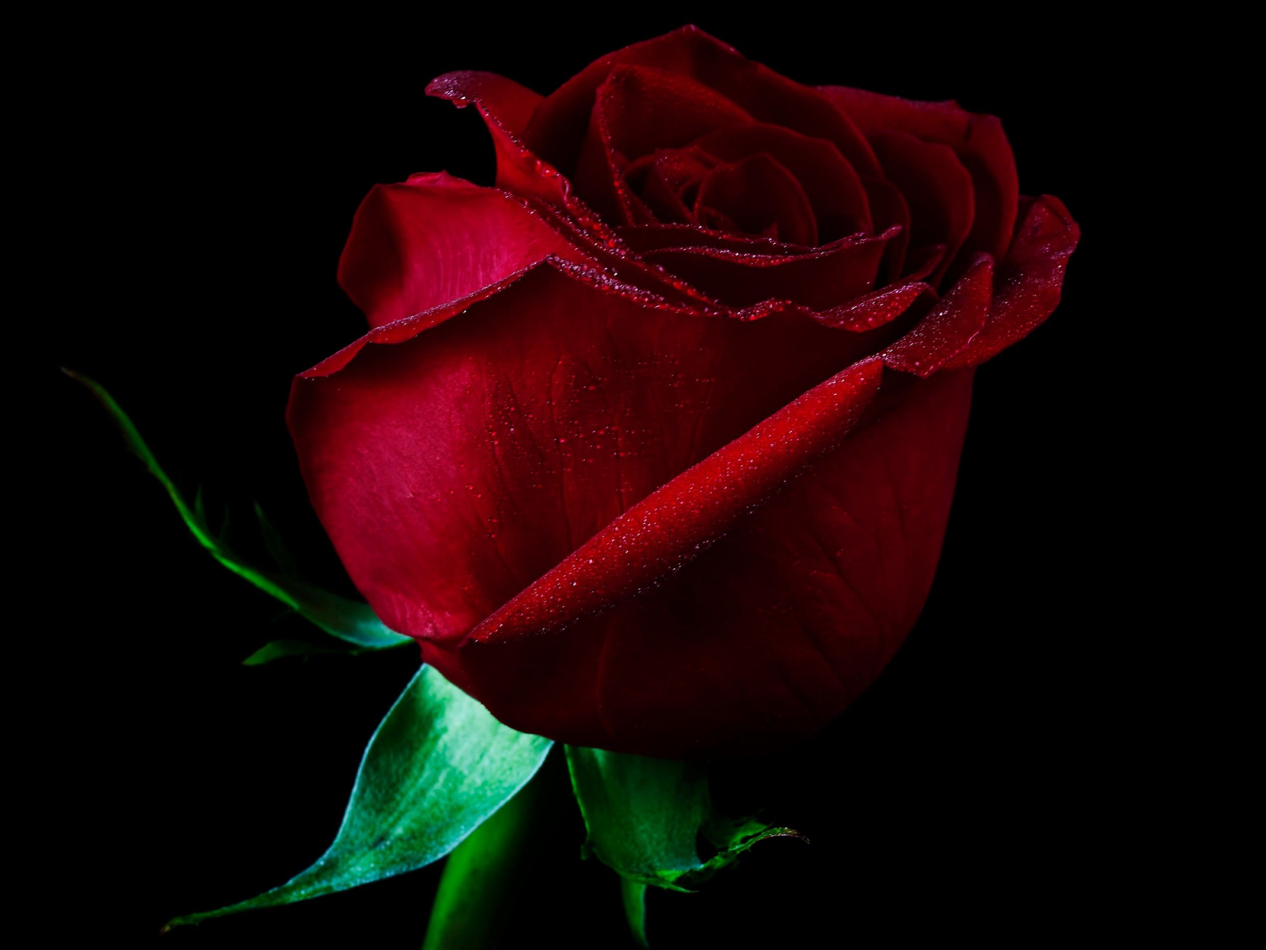 Rosa rossa sfondo nero, 2483x1862 2K, Desktop