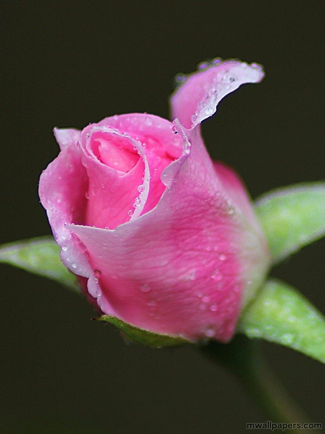 Boccio di rosa rosa con rugiada, 1125x1500 Full HD Verticale, Smartphone