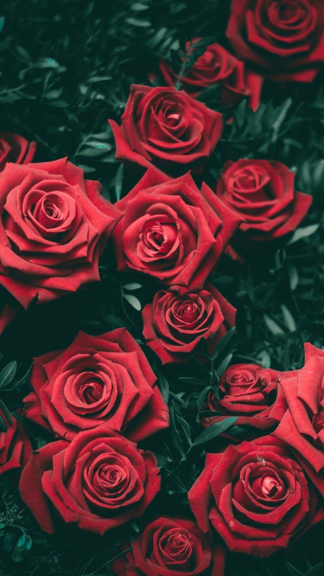 Rose rosse su sfondo scuro, 1080x1920 Verticale, Samsung Galaxy