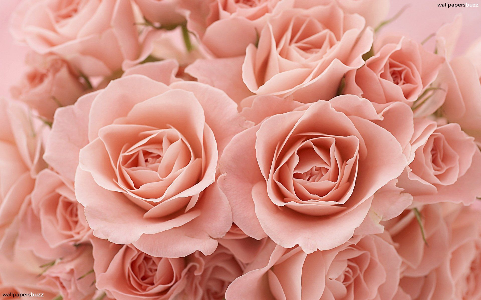Rose rosa pastello bouquet, 1920x1200 WUXGA, PC