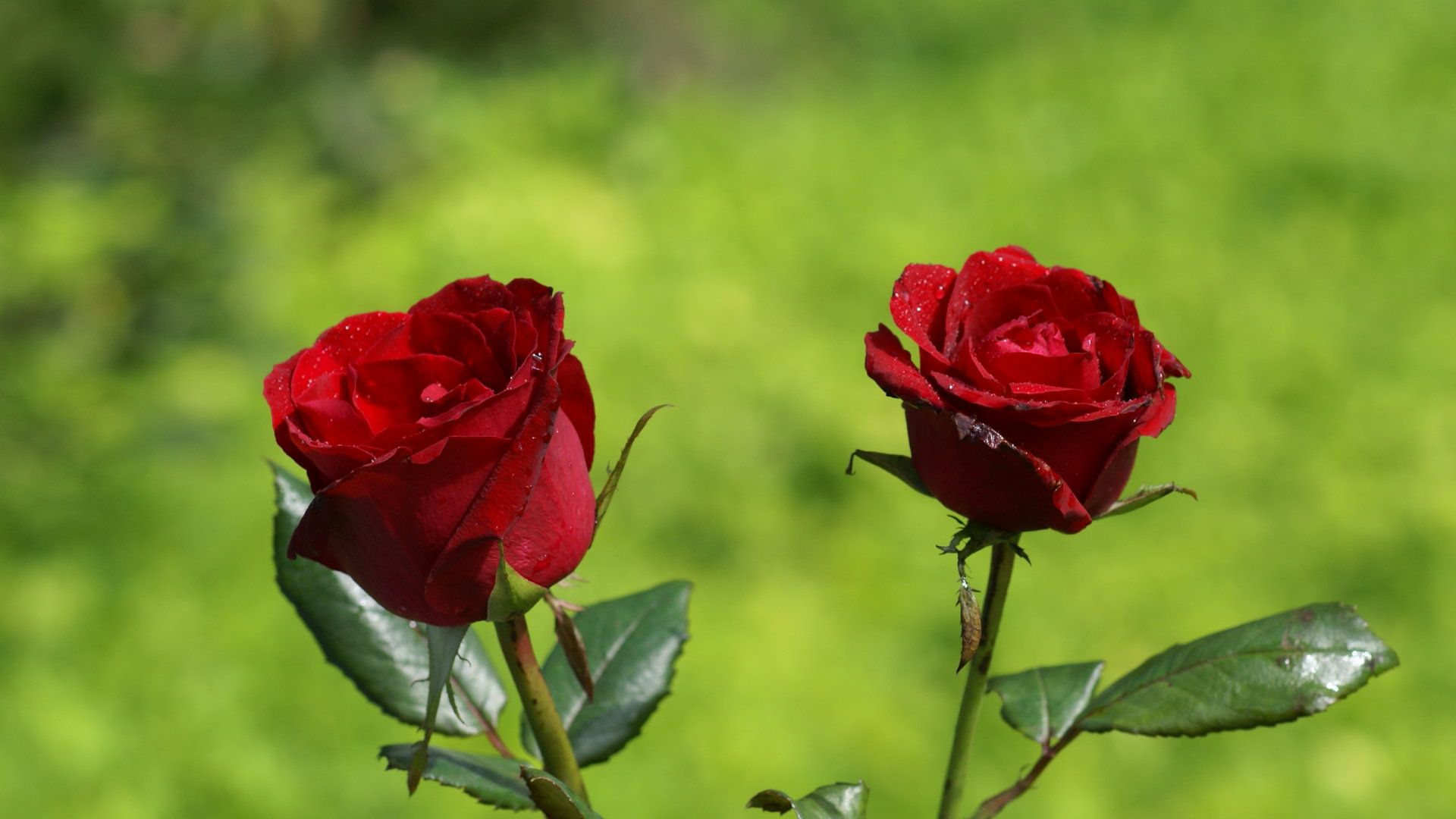 Due rose rosse su sfondo verde, 1920x1080 Full HD, PC Desktop