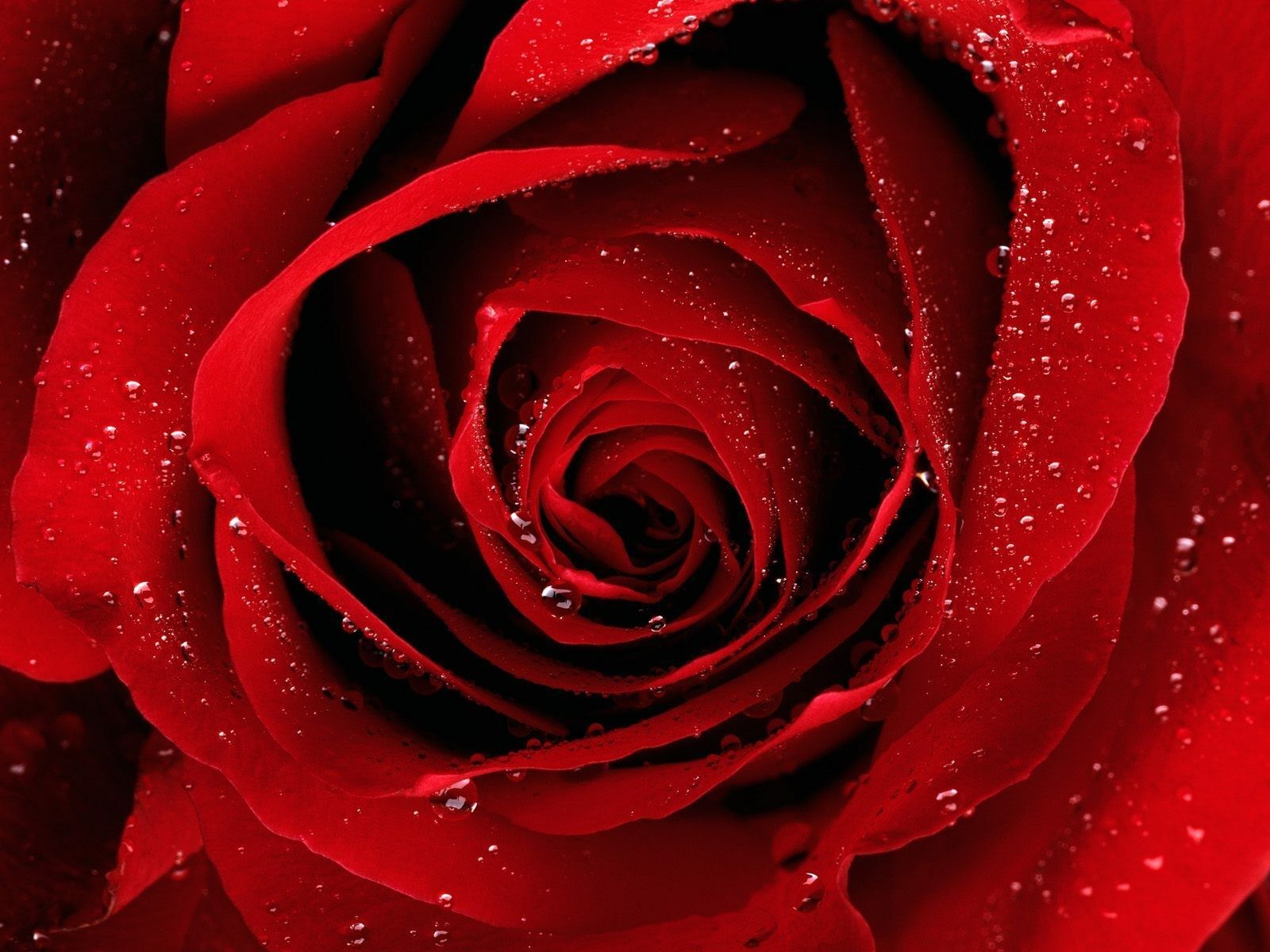 Rosa rossa con gocce d'acqua, 1600x1200 HD Ready, PC