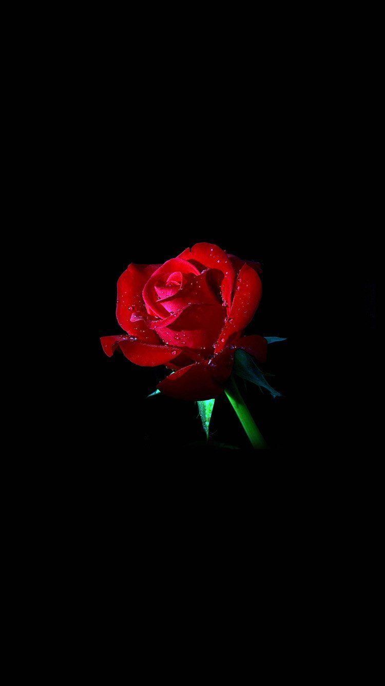 Rosa rossa primo piano, 736x1308 Verticale, iPhone Air
