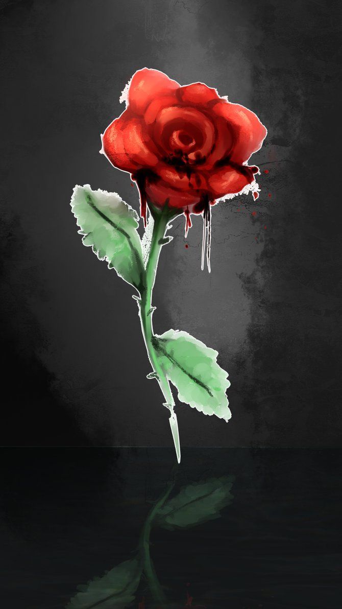 Rosa rosa su nero, 2880x1800 WQXGA, PC