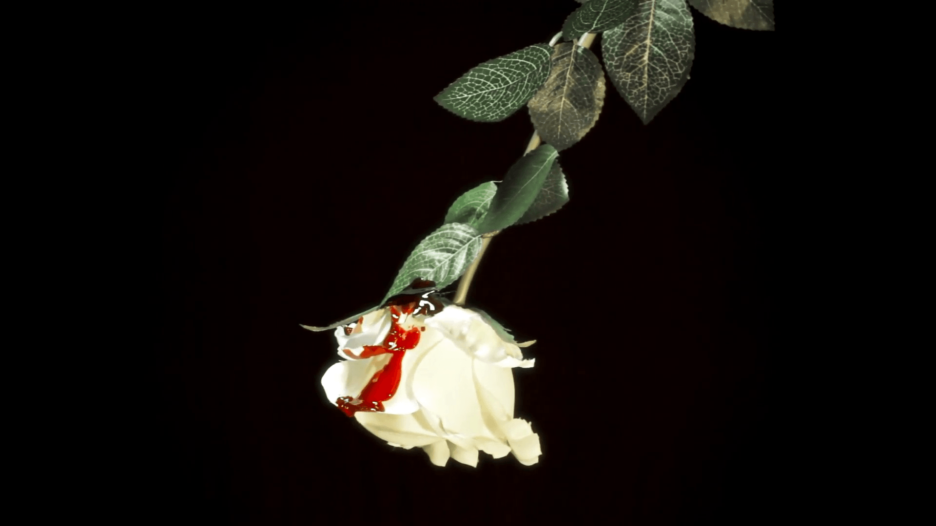 Rosa bianca colpita da sangue, 1920x1080 Full HD, Laptop