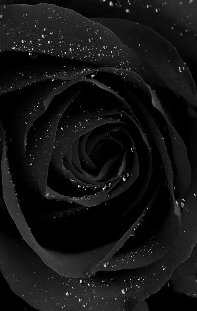 Rosa nera con gocce d'acqua, 780x1230 Full HD Verticale, iPhone