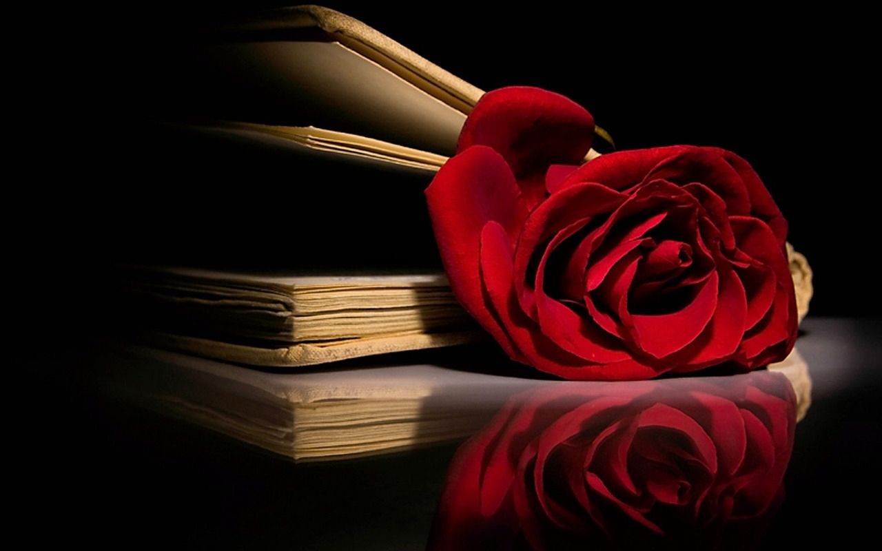 rosa rossa su libro antico, 1280x800 HD, Desktop