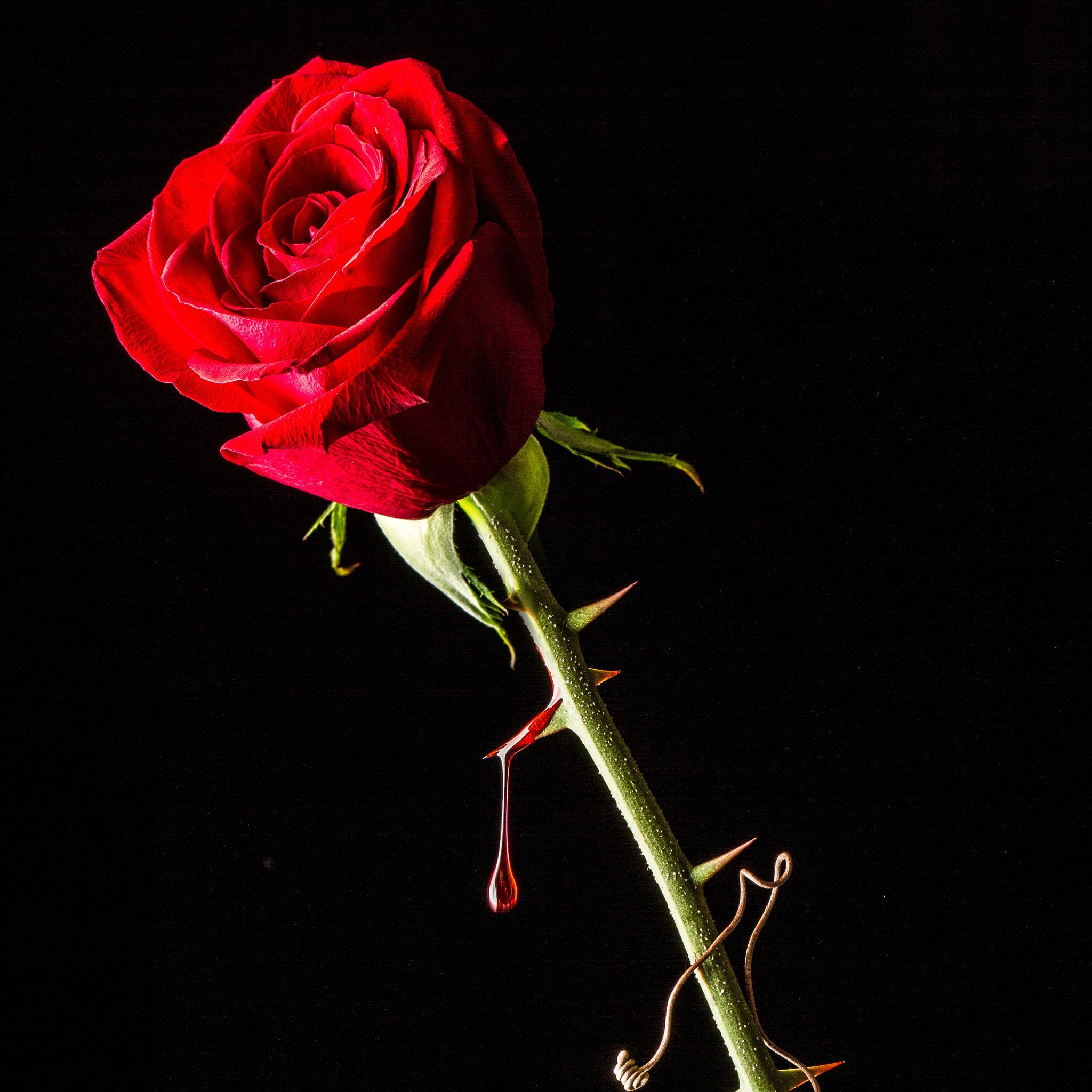 Rosa rossa con spina sanguinante, 2048x2048 2K, Desktop