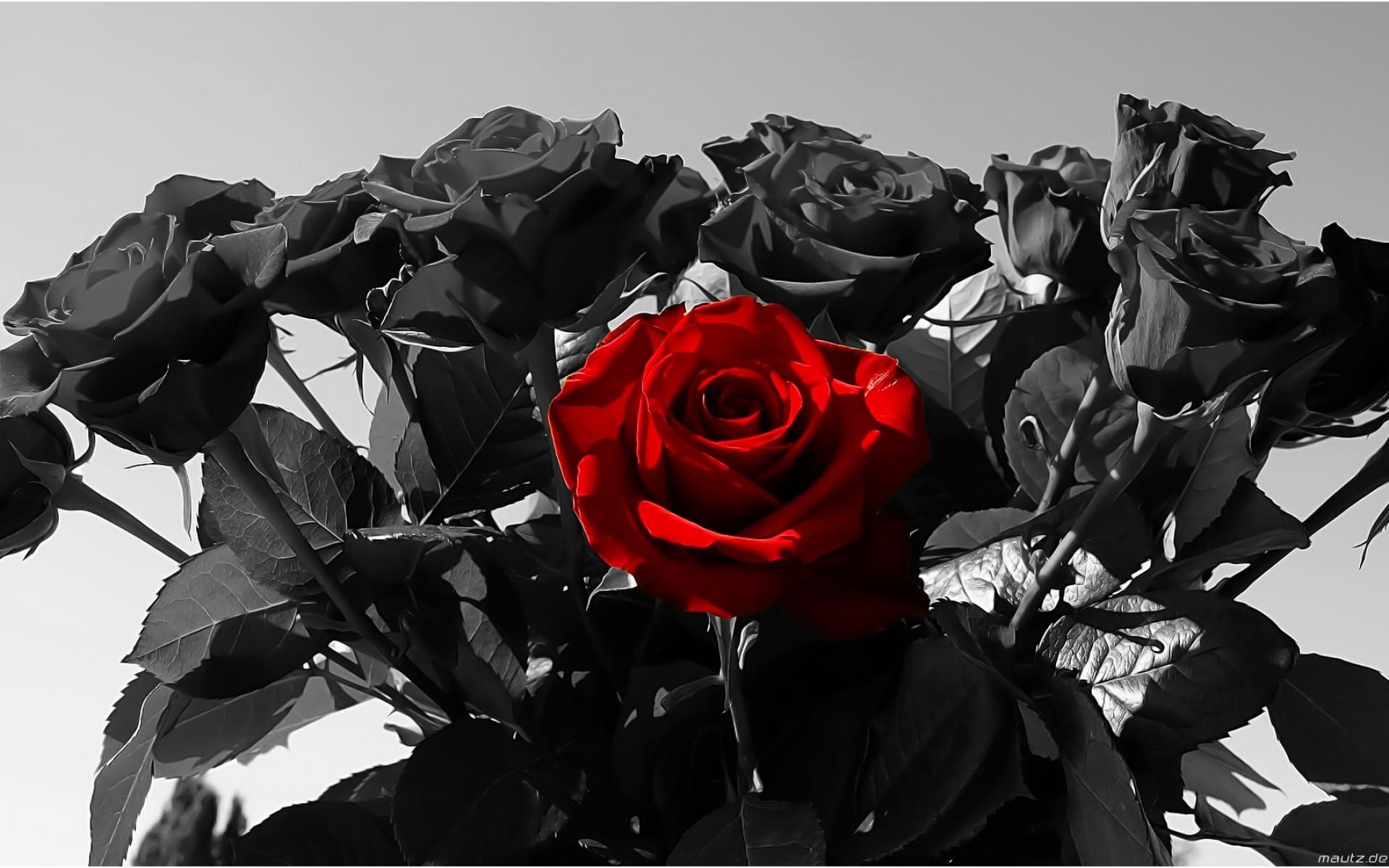 Rosa rossa insanguinata su libro, 1024x768 HD, Laptop