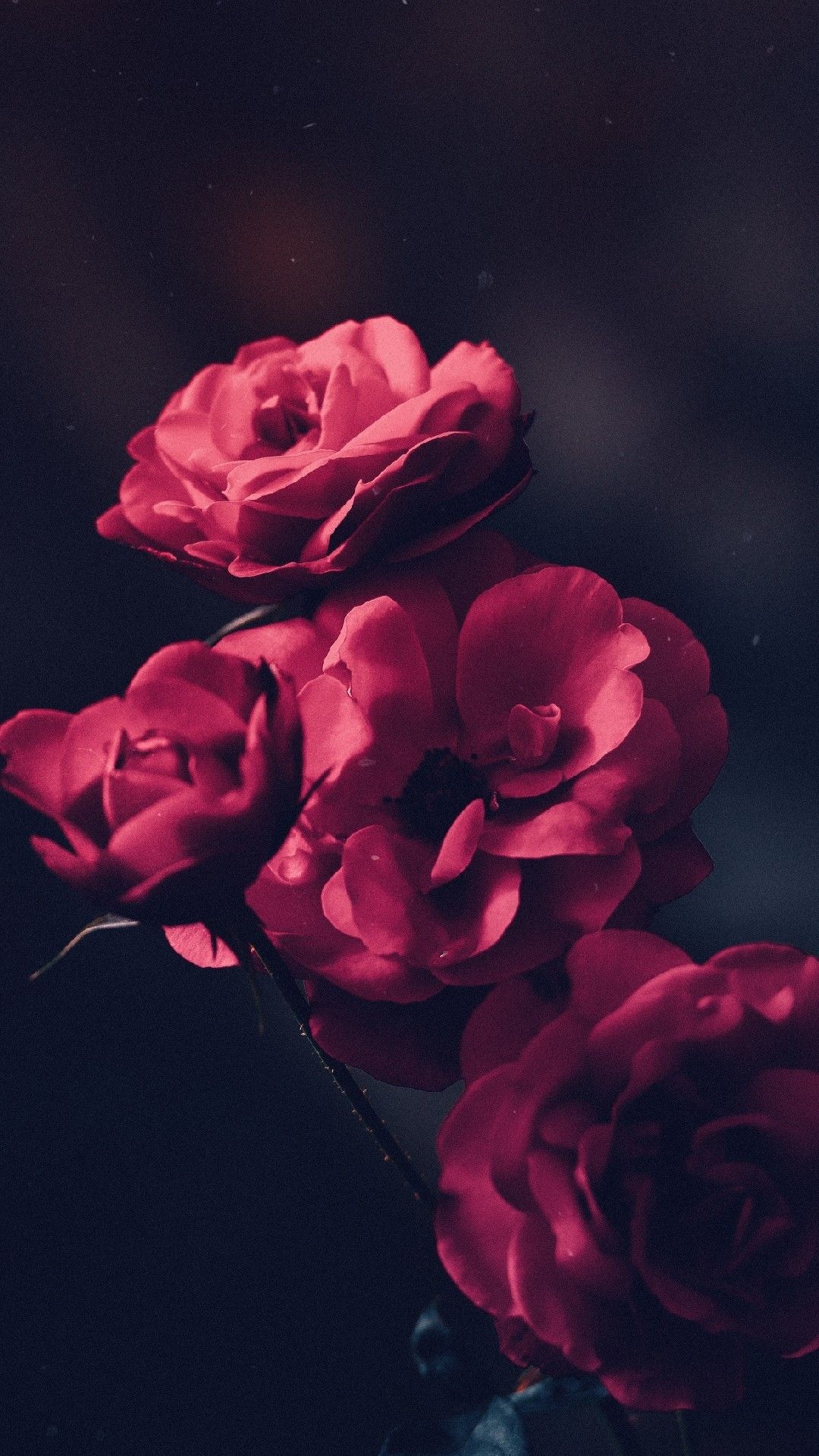 Rose rosse scure su sfondo nero, 1080x1920 Full HD Verticale, Smartphone