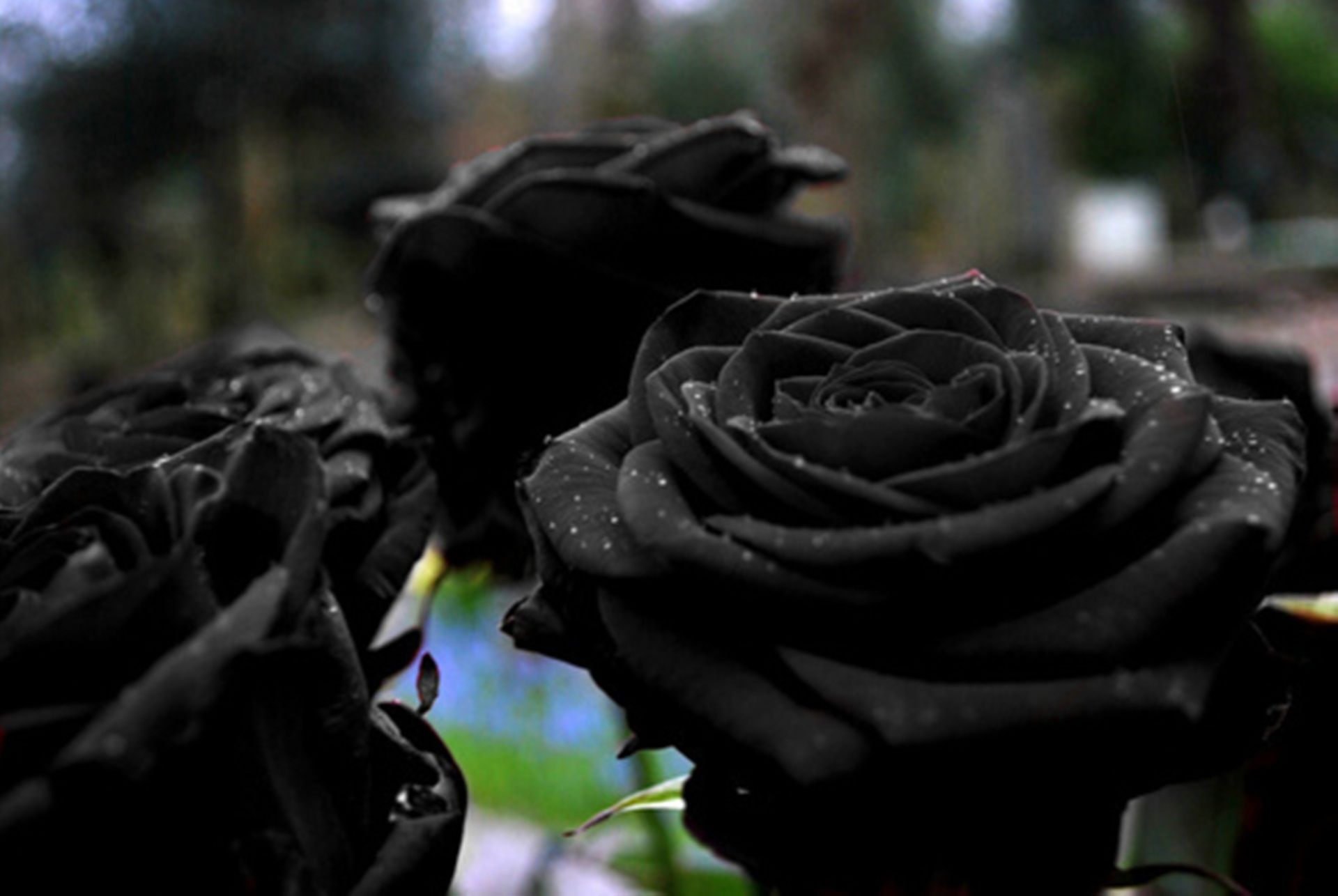 Rosa rossa scura con gocce, 1920x1080 1080p, Desktop