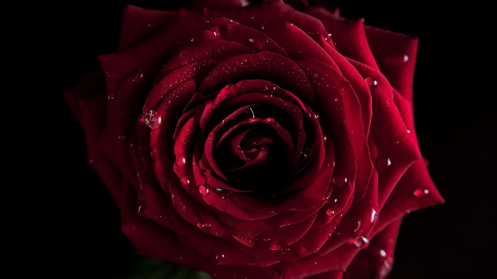 Rose nere con gocce d'acqua, 1920x1286 WUXGA, Laptop