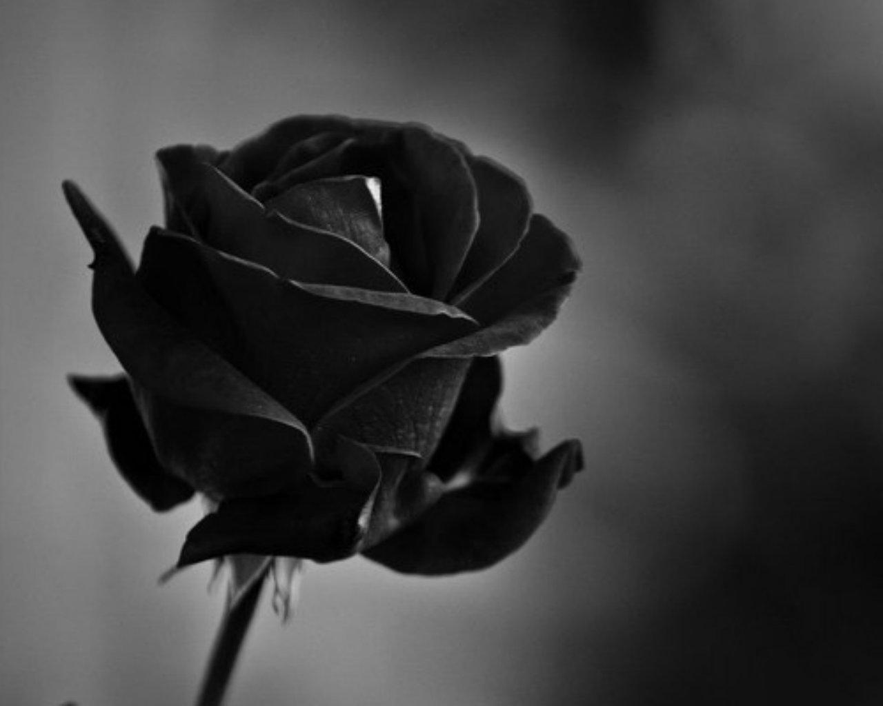 Rose rosse sanguinanti sfondo nero, 897x1280 Verticale, Telefono
