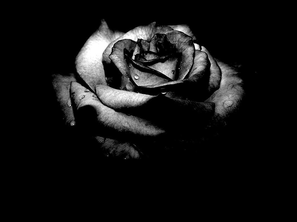 Rose in bianco e nero, 1920x1080 Full HD 1080p, Desktop