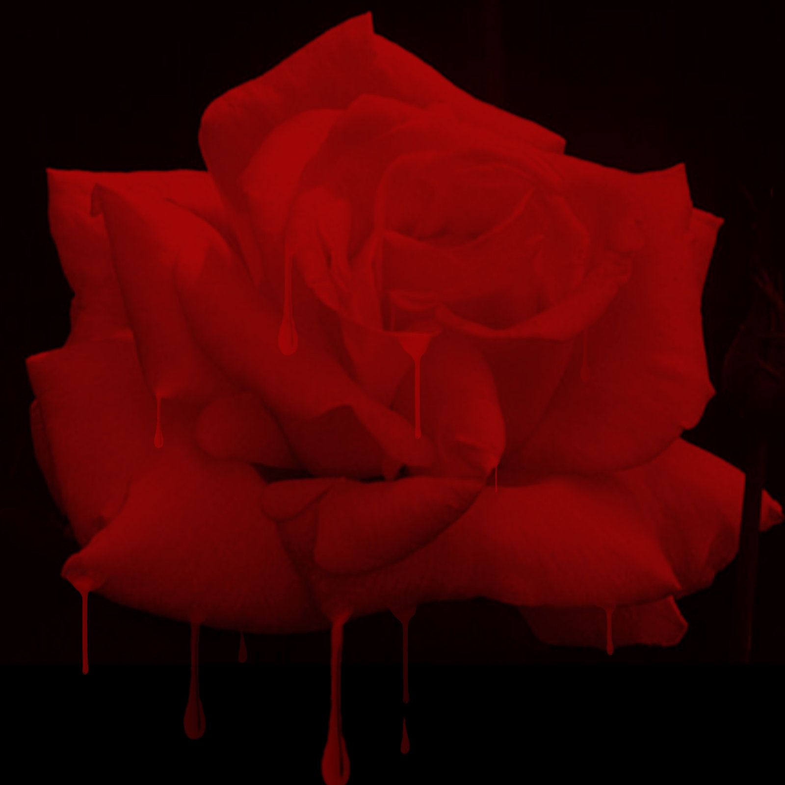 Rosa nera su mano, bianco e nero, 1600x1200 HD, PC