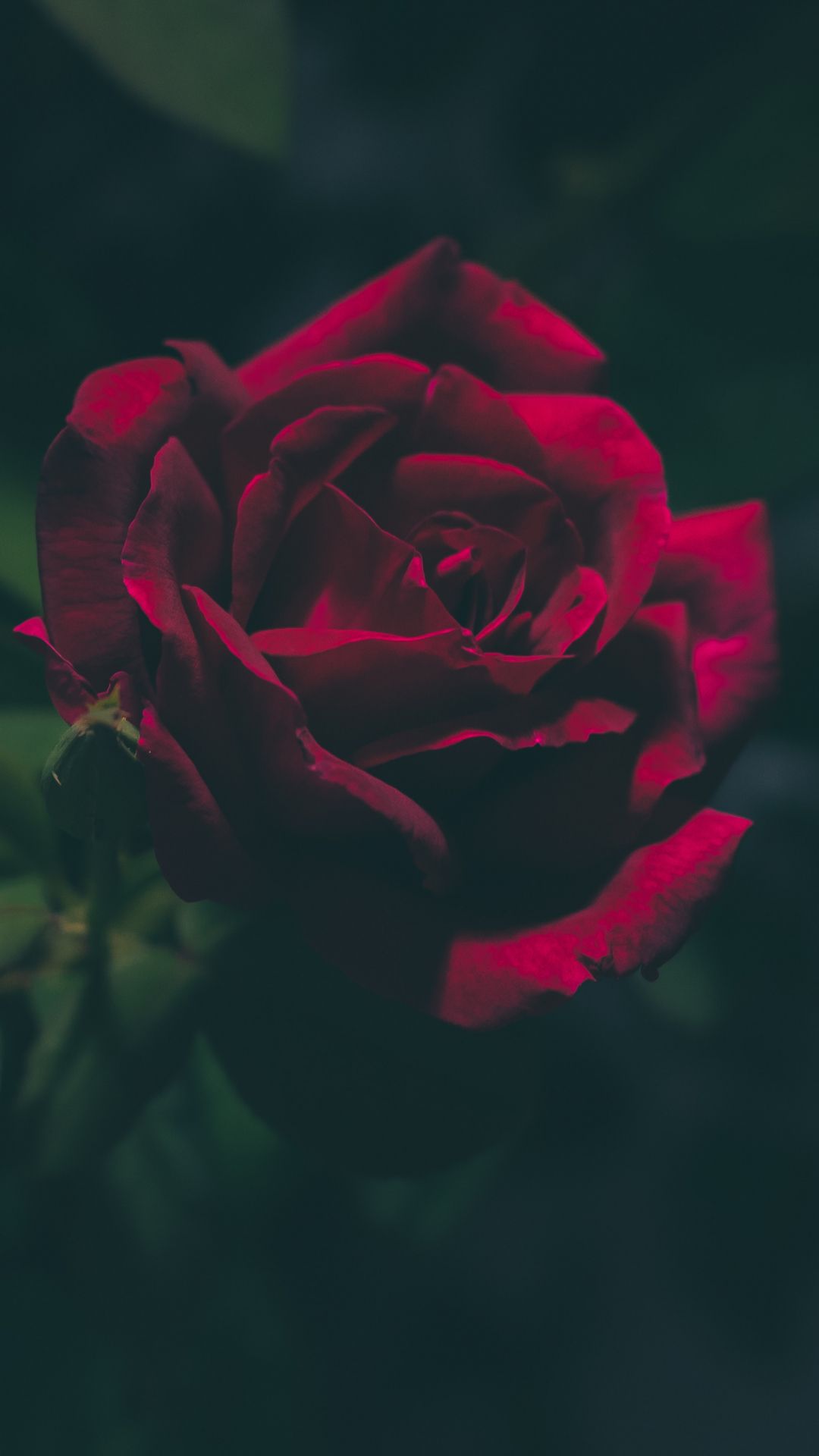 Rosa nera bianco e nero, 1280x1024 720p, PC