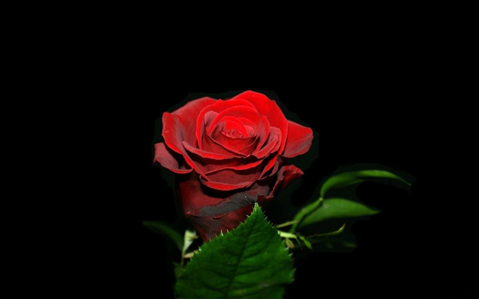 Rosa rossa con gocce d'acqua, 1920x1080 1080p, Desktop