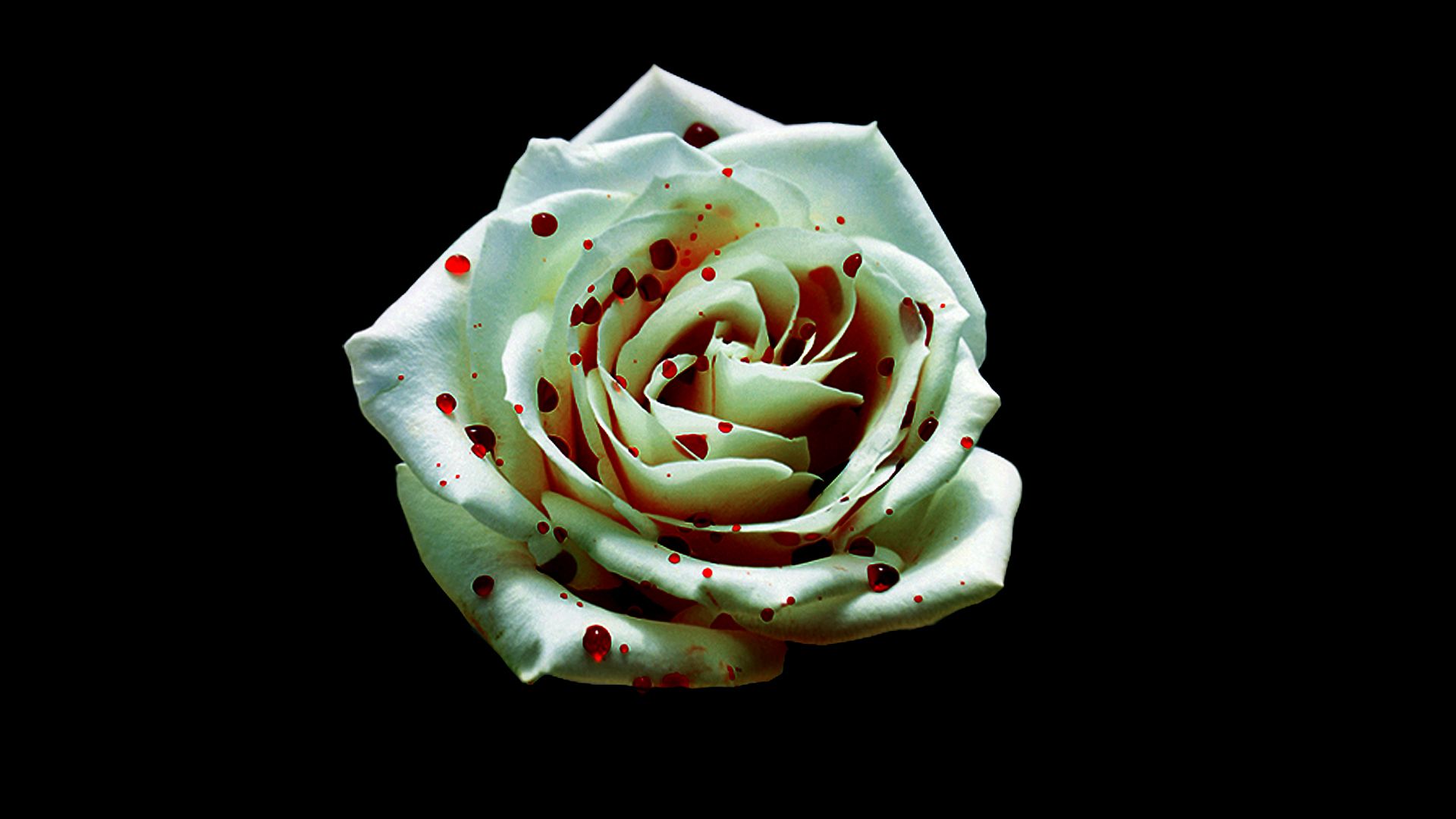 Rosa nera in primo piano, 1671x1503 900p, Laptop