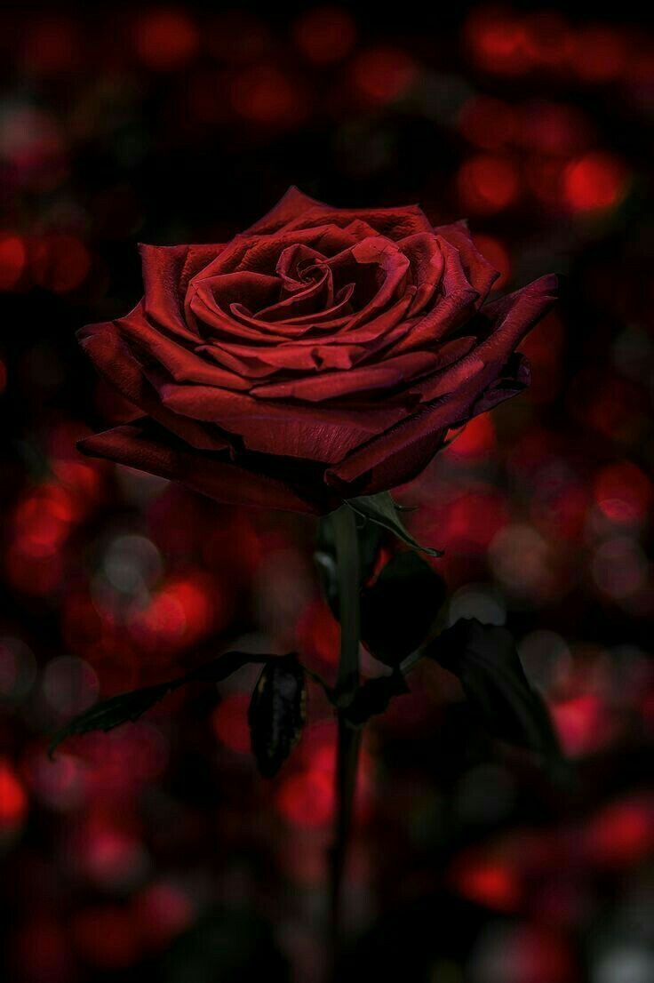 Rosa rossa scura sfondo bokeh, 736x1106 Verticale, POCO